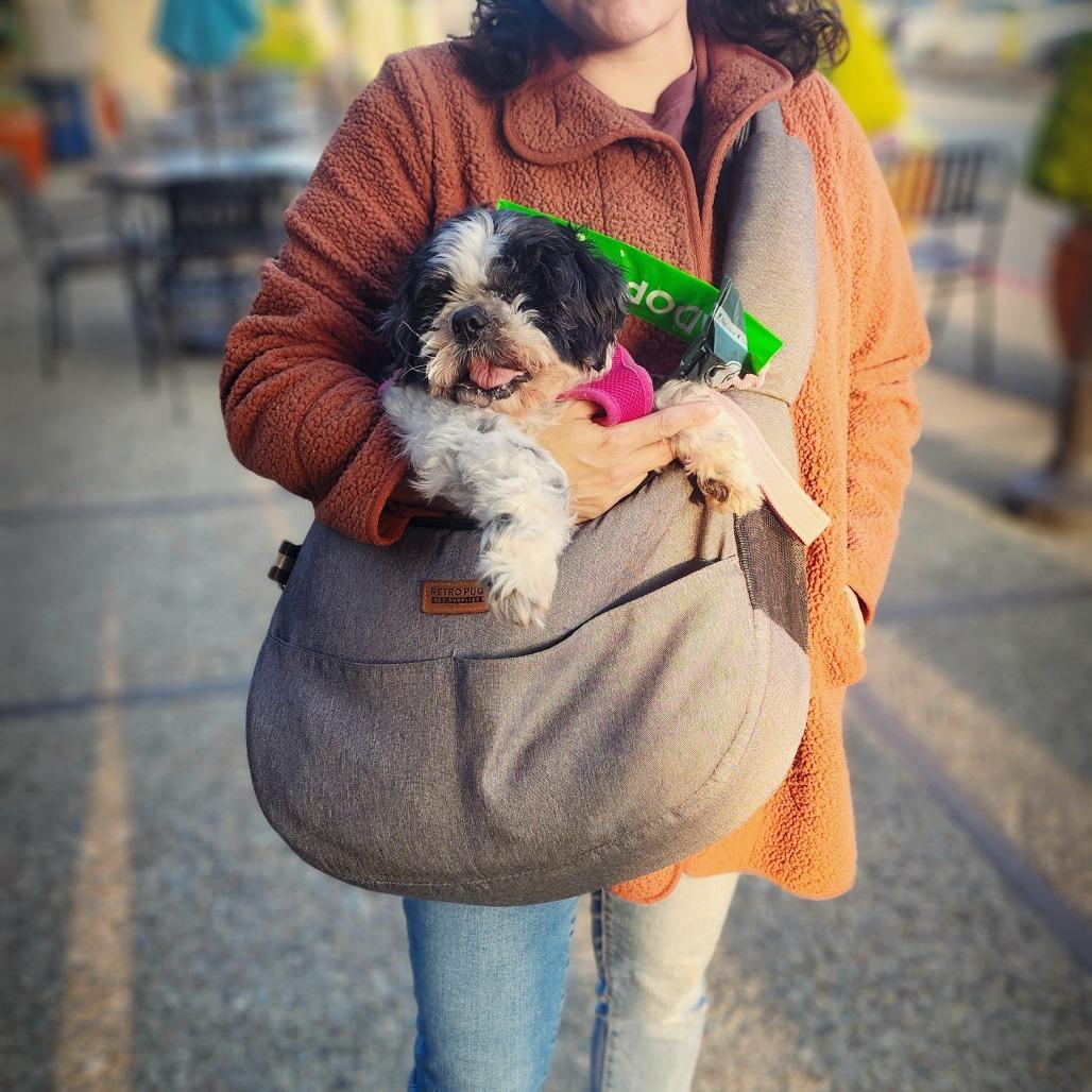 Enlarge Astrid, a Adoptable Shih Tzu in Pacific Grove, CA image 3/6