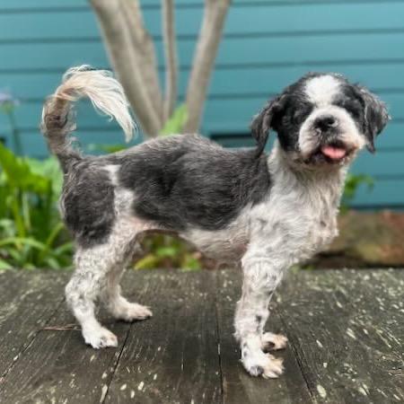 Astrid, a Adoptable Shih Tzu in Pacific Grove, CA image 2/6
