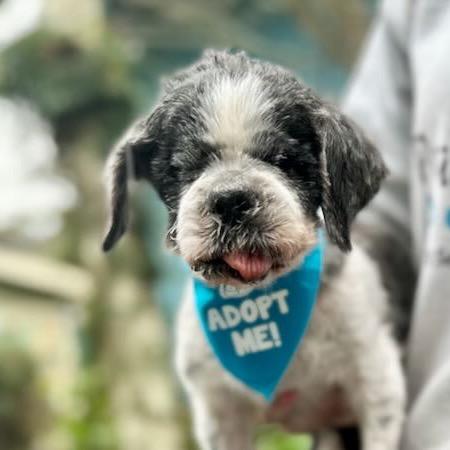 Astrid, a Adoptable Shih Tzu in Pacific Grove, CA image 6/6