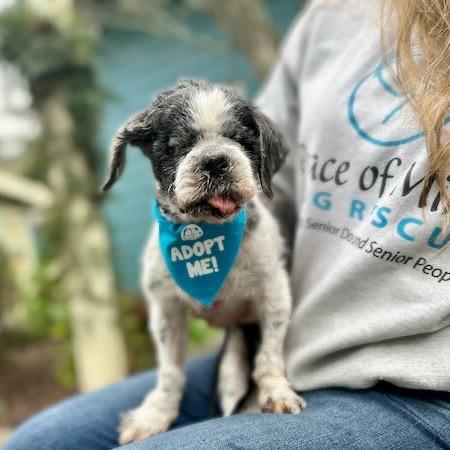 Enlarge Astrid, a Adoptable Shih Tzu in Pacific Grove, CA image 6/6