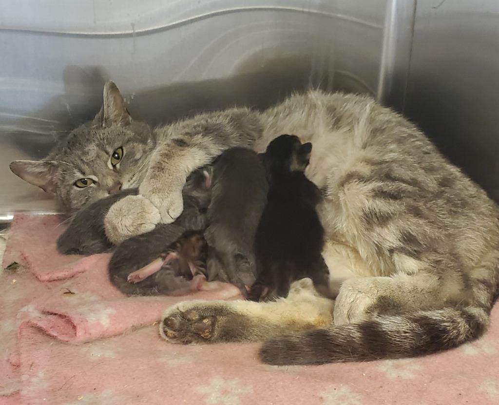 Enlarge Little Mama, a Adoptable Domestic Short Hair in Havre, MT image 1/1