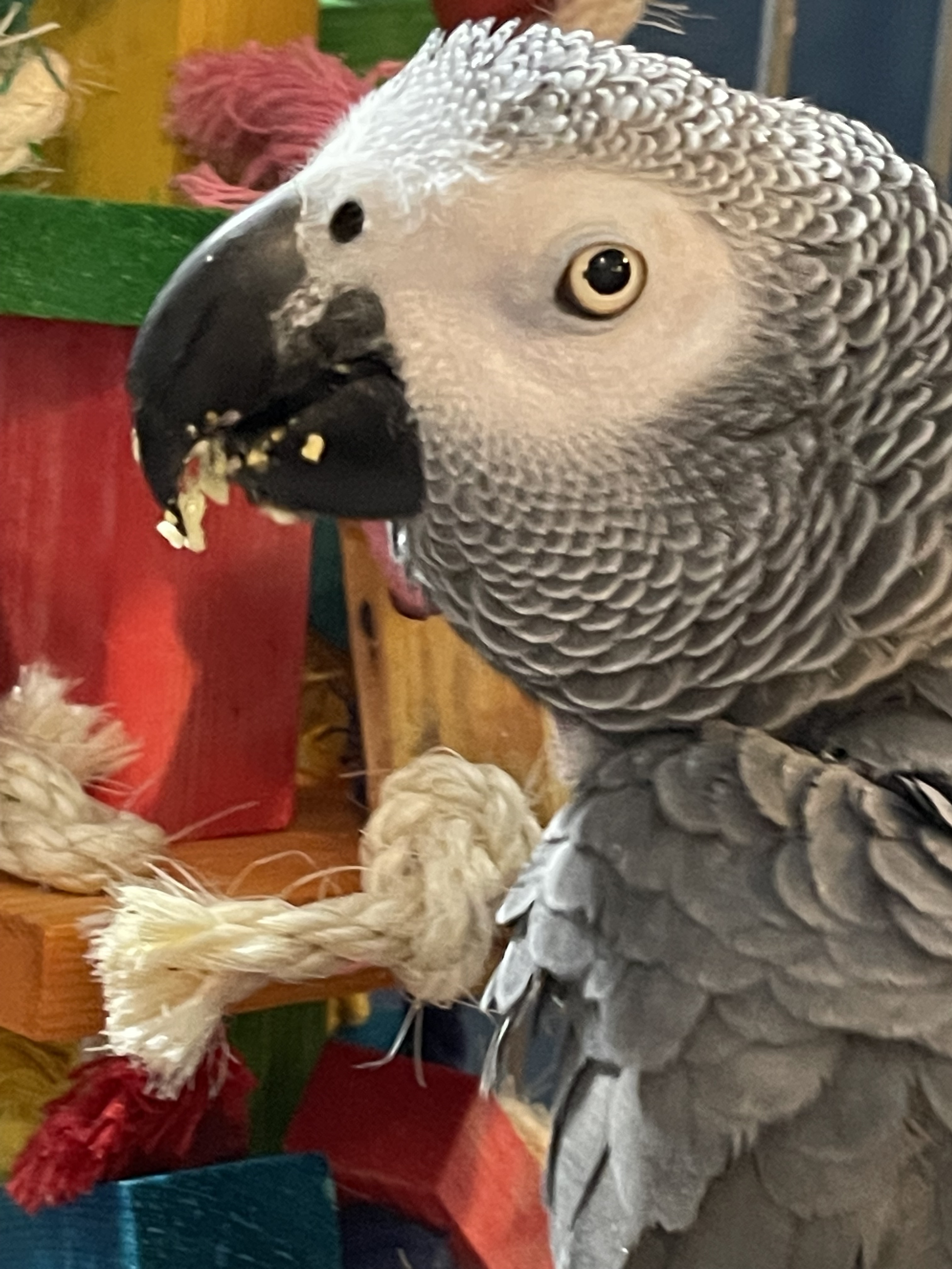 Enlarge Buddha, a Adoptable African Grey in Alexander, NC image 1/3