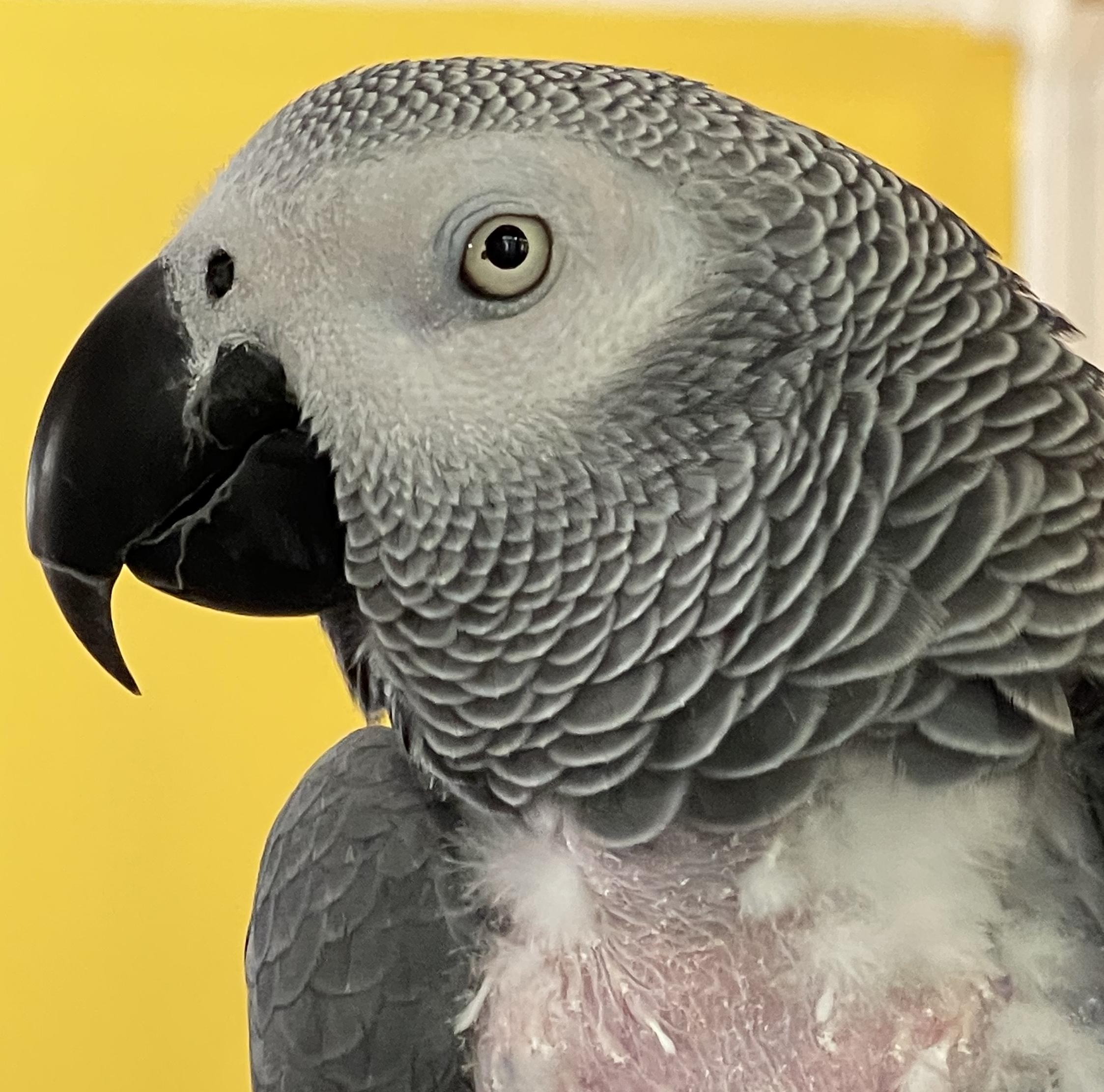 Enlarge Buddha, a Adoptable African Grey in Alexander, NC image 2/3