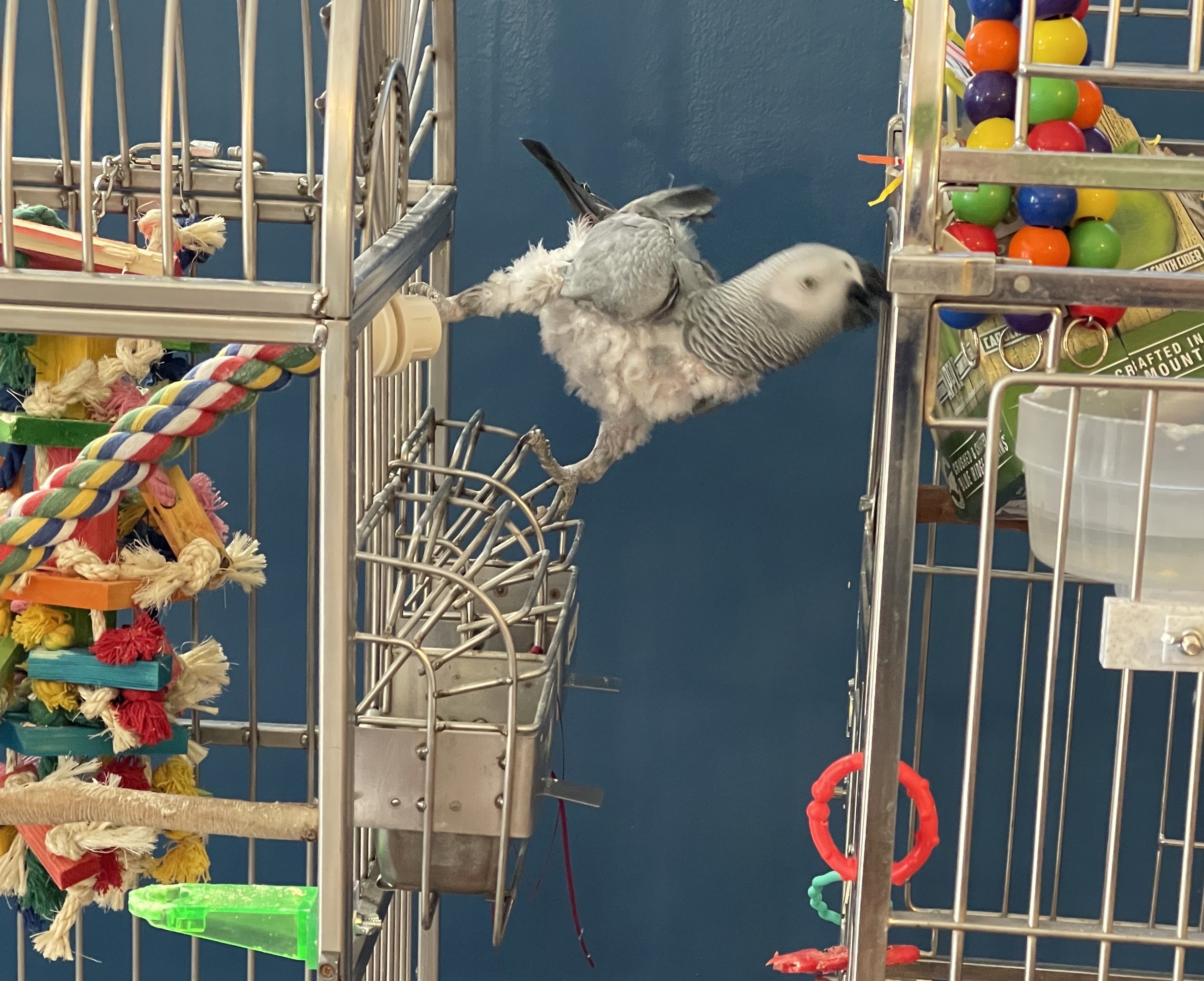 Enlarge Buddha, a Adoptable African Grey in Alexander, NC image 3/3