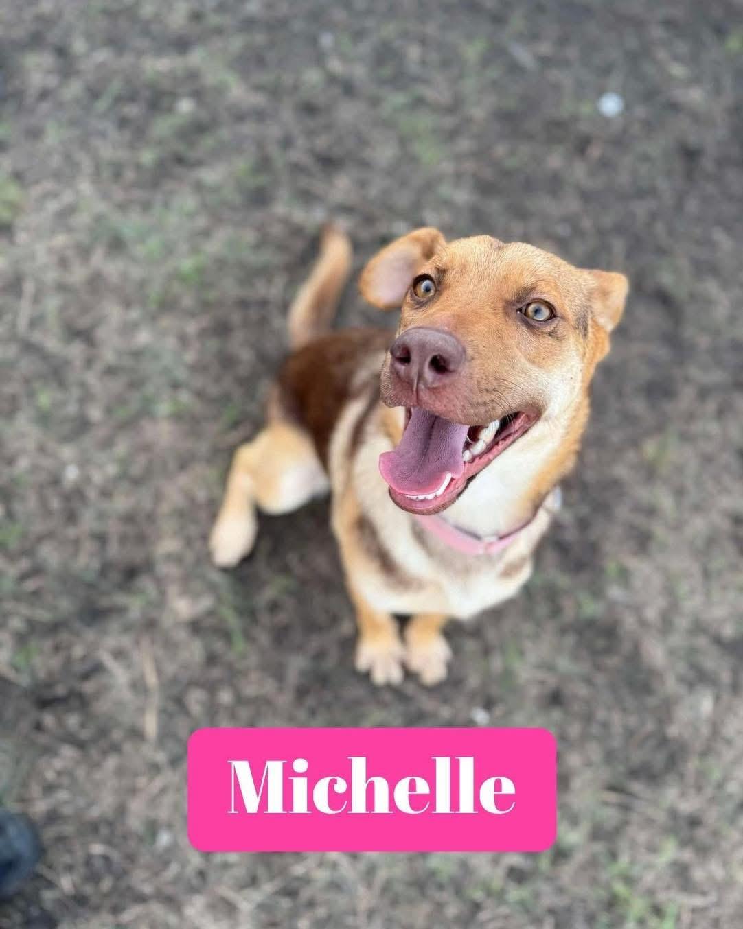 Michelle, Adult Female German Shepherd Dog