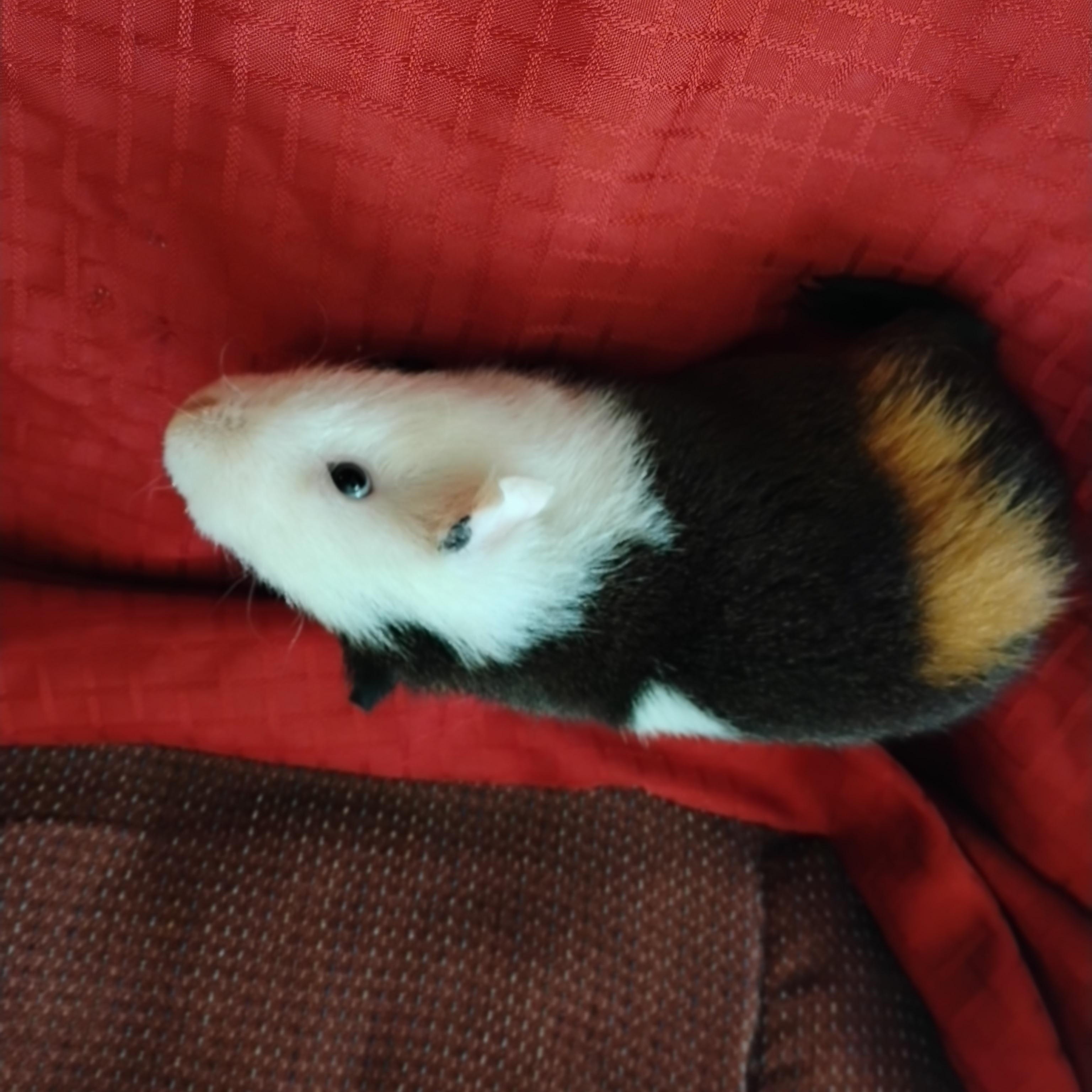 Enlarge  Louie, an adoptable mixed breed in San Antonio, TX image 2/2