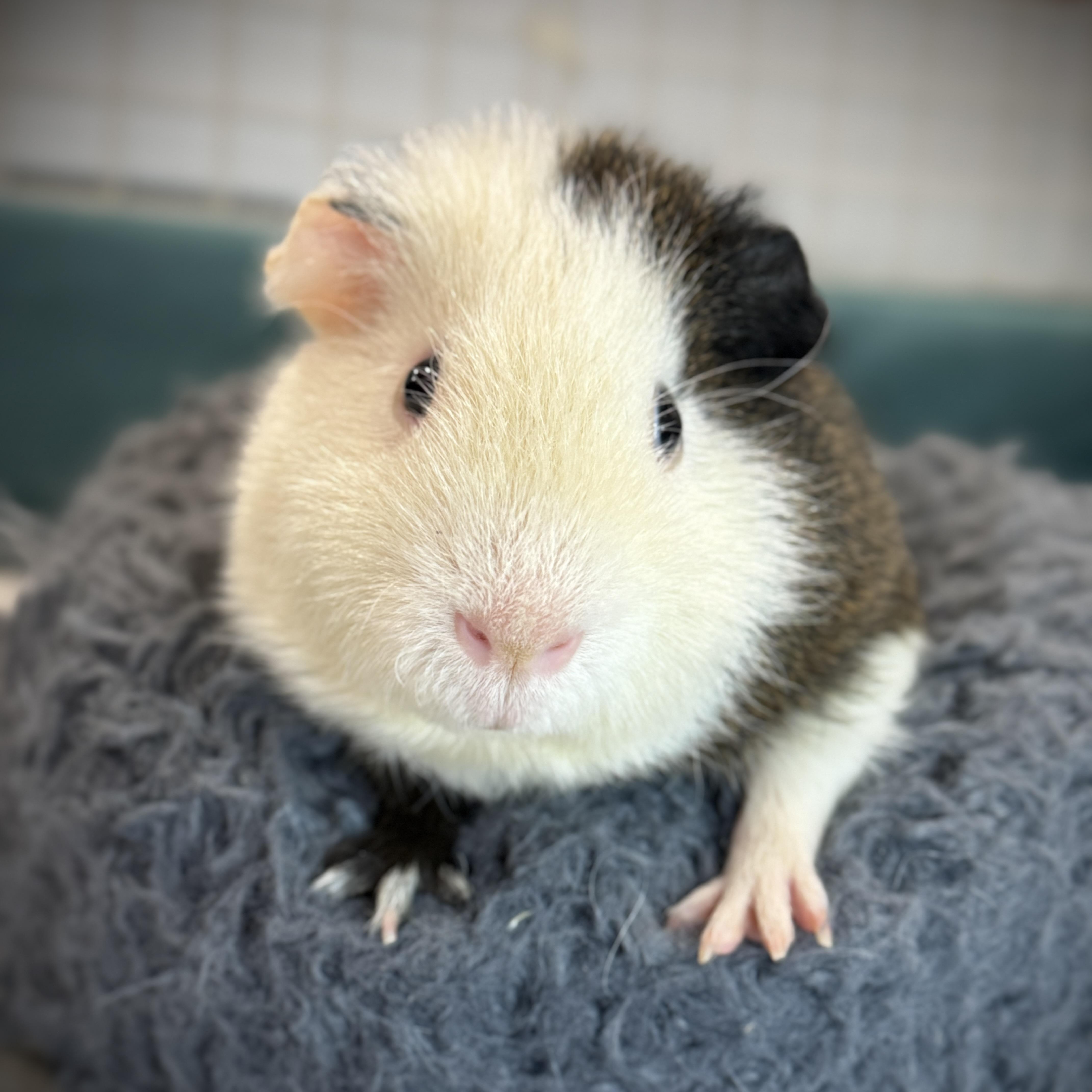 Louie, an adoptable mixed breed in San Antonio, TX image 1/5
