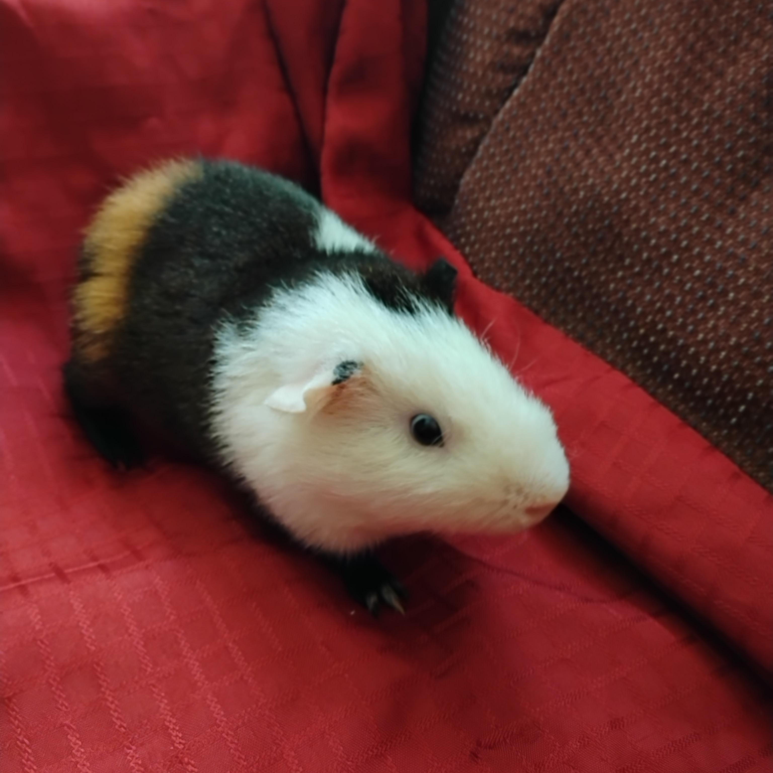  Louie, adoptable, Young Male Rex & Teddy.