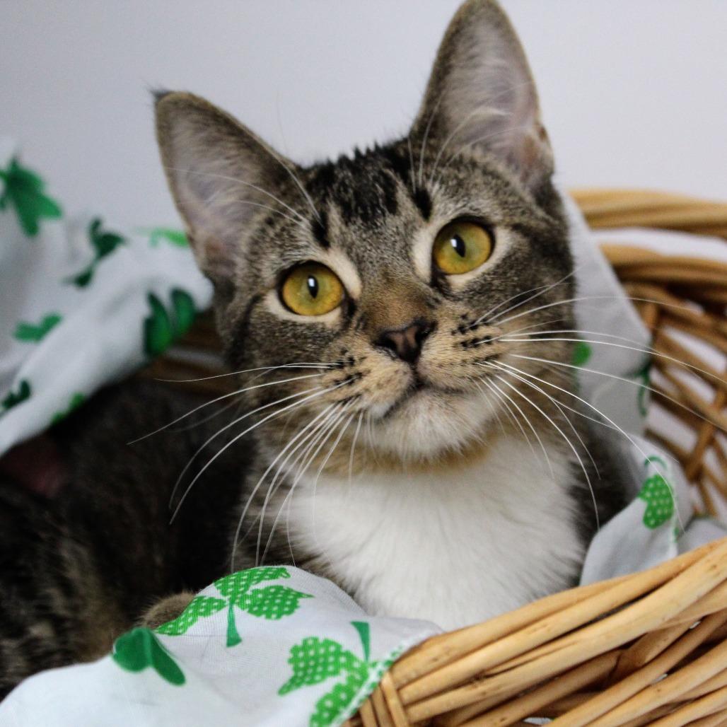 Suzie-Q, Adoptable, Young Female Domestic Short Hair.