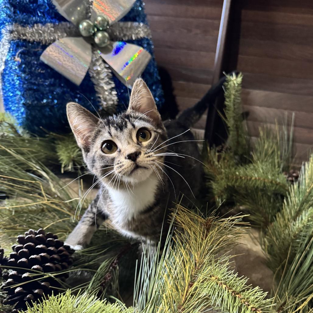 Enlarge Suzie-Q, a Adoptable Domestic Short Hair in Peoria, IL image 3/6