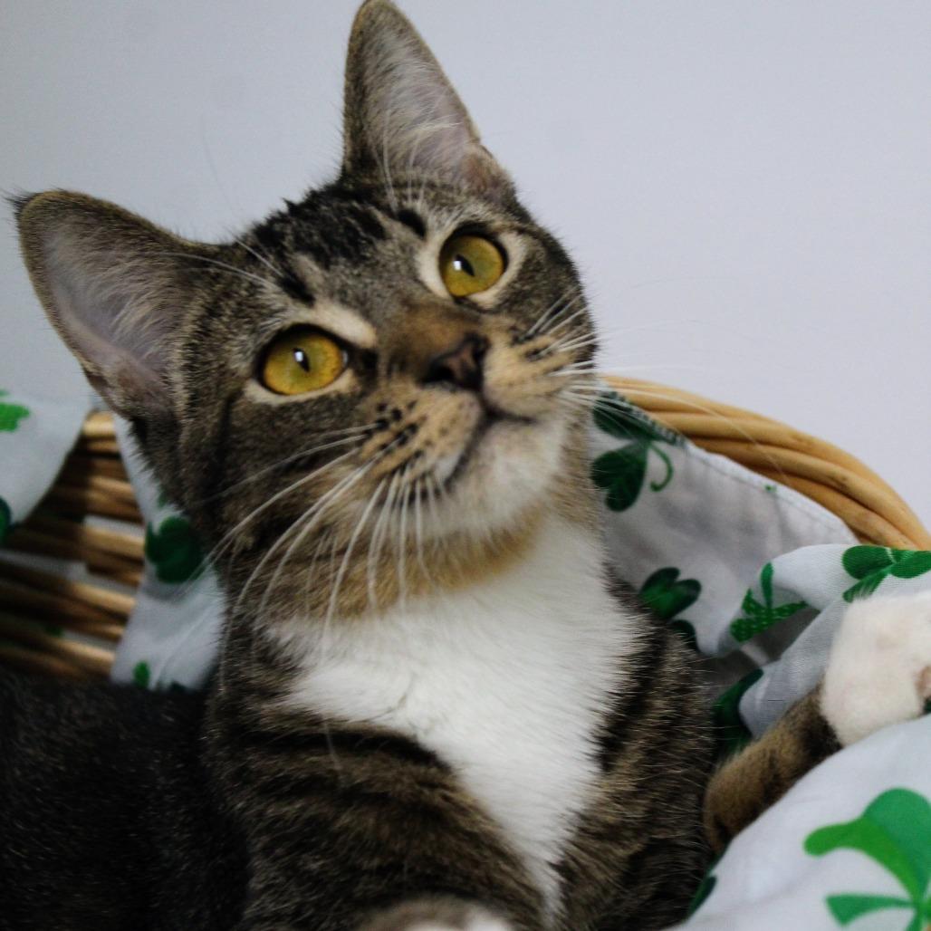 Enlarge Suzie-Q, a Adoptable Domestic Short Hair in Peoria, IL image 3/6