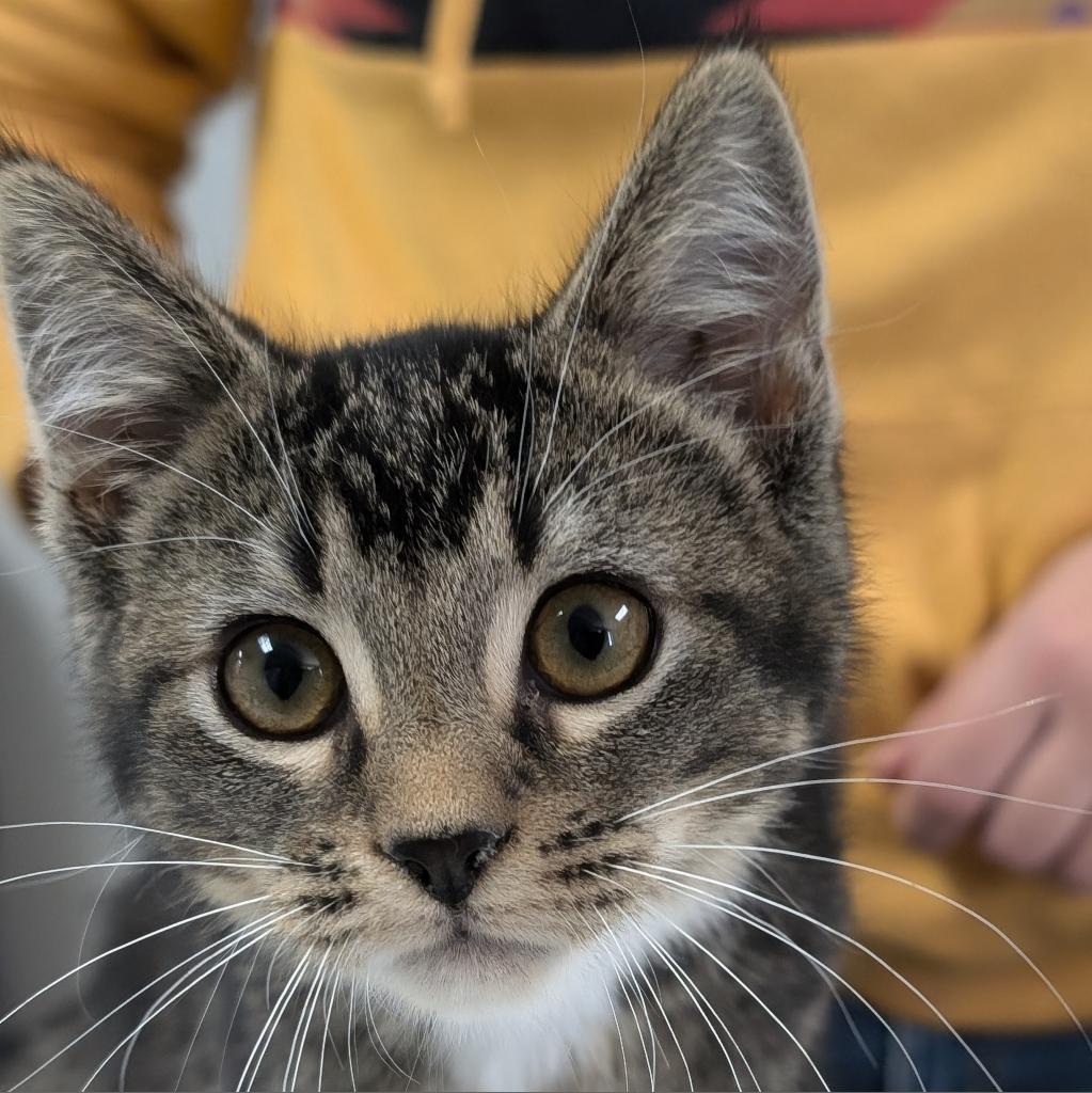 Enlarge Suzie-Q, a Adoptable Domestic Short Hair in Peoria, IL image 5/6