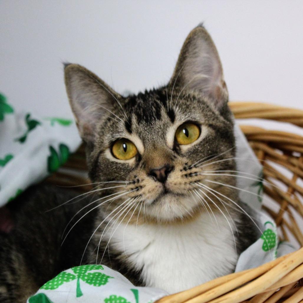 Enlarge Suzie-Q, a Adoptable Domestic Short Hair in Peoria, IL image 5/6