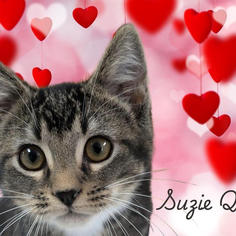 Enlarge Suzie-Q, a Adoptable Domestic Short Hair in Peoria, IL image 6/6