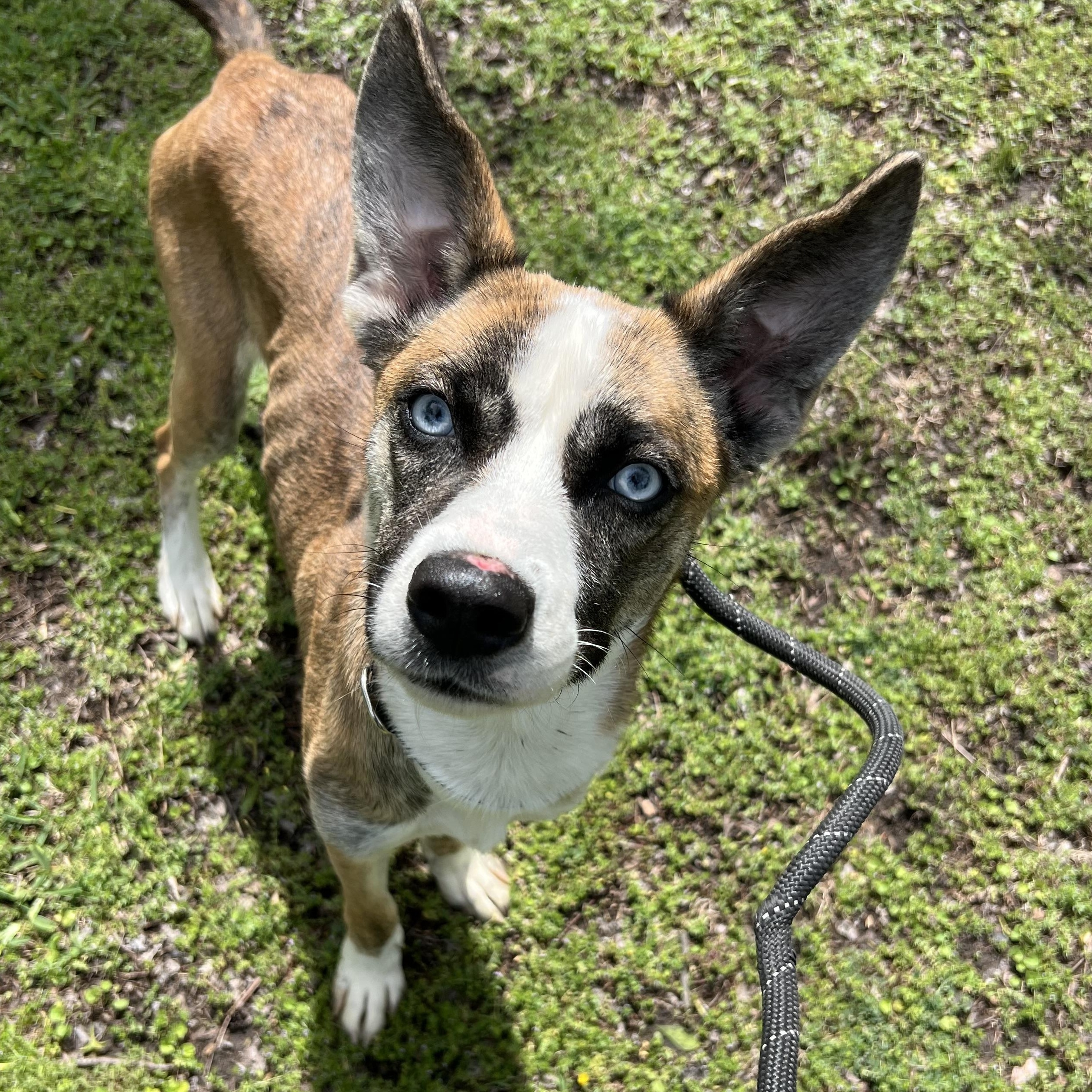Enlarge Yayo, a ADOPTABLE Mixed Breed in Sherman, TX image 2/2