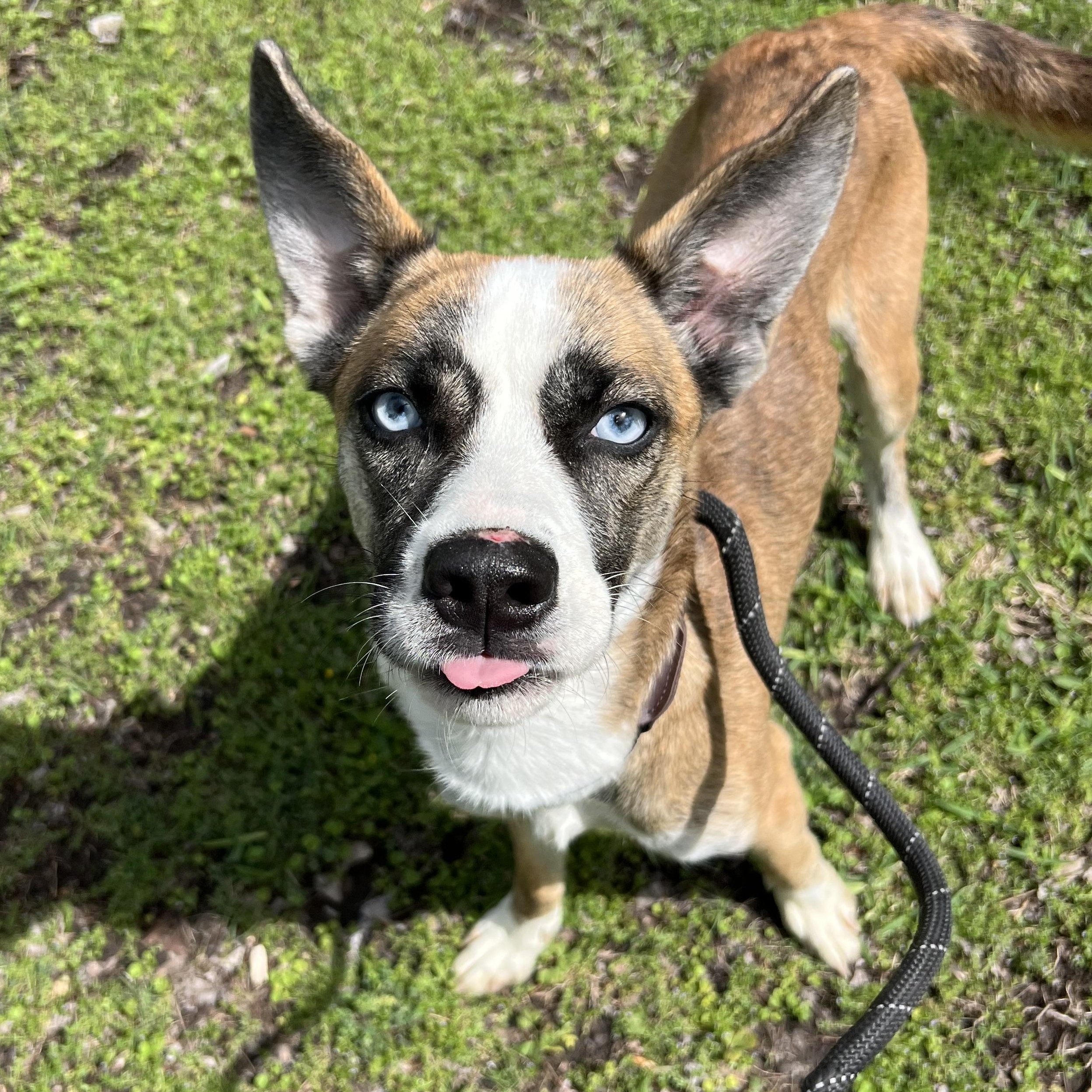 Yayo, ADOPTABLE, Adult Female Mixed Breed.