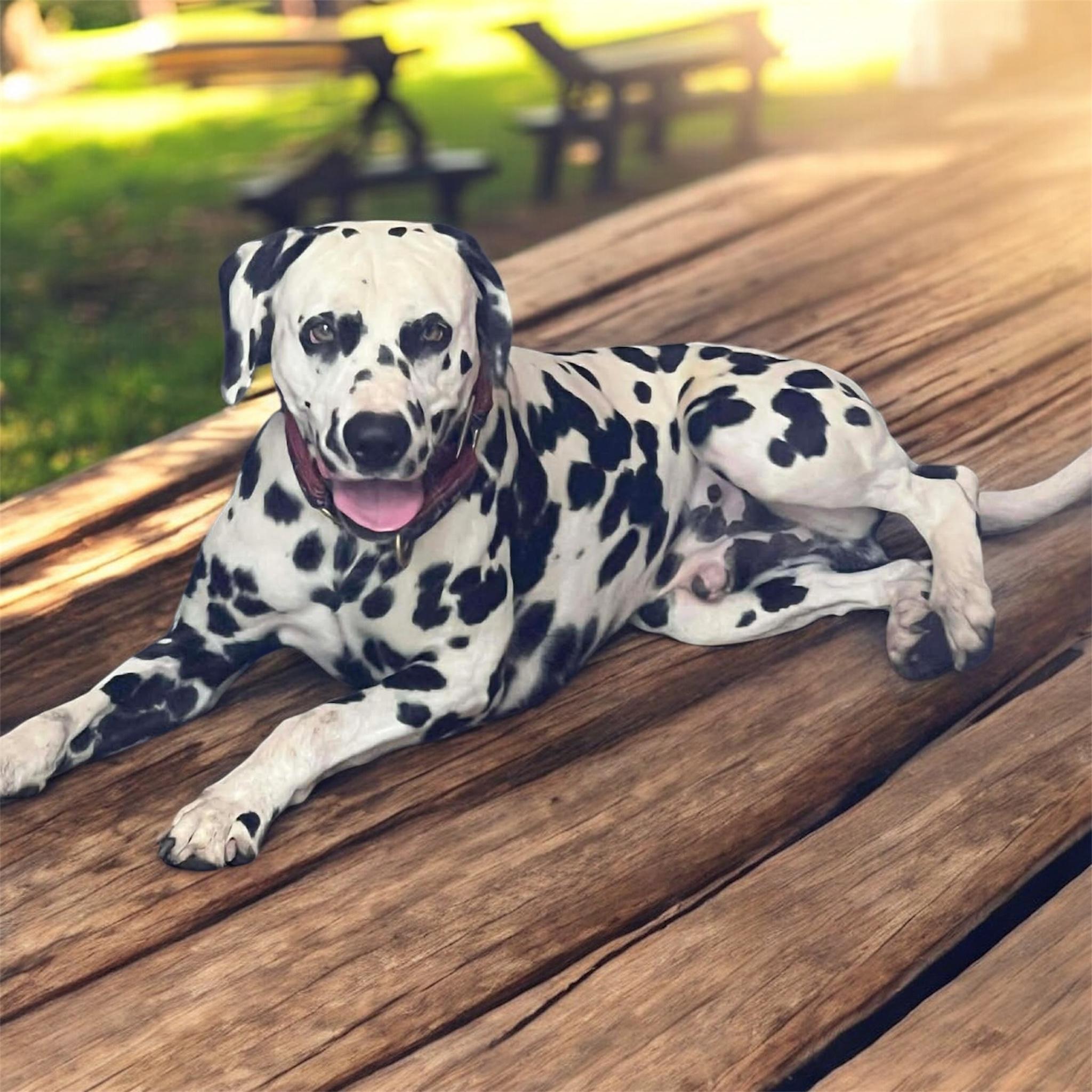 Enlarge Chance-Sandwich, MA, a ADOPTABLE Dalmatian in Sandwich, MA image 1/4