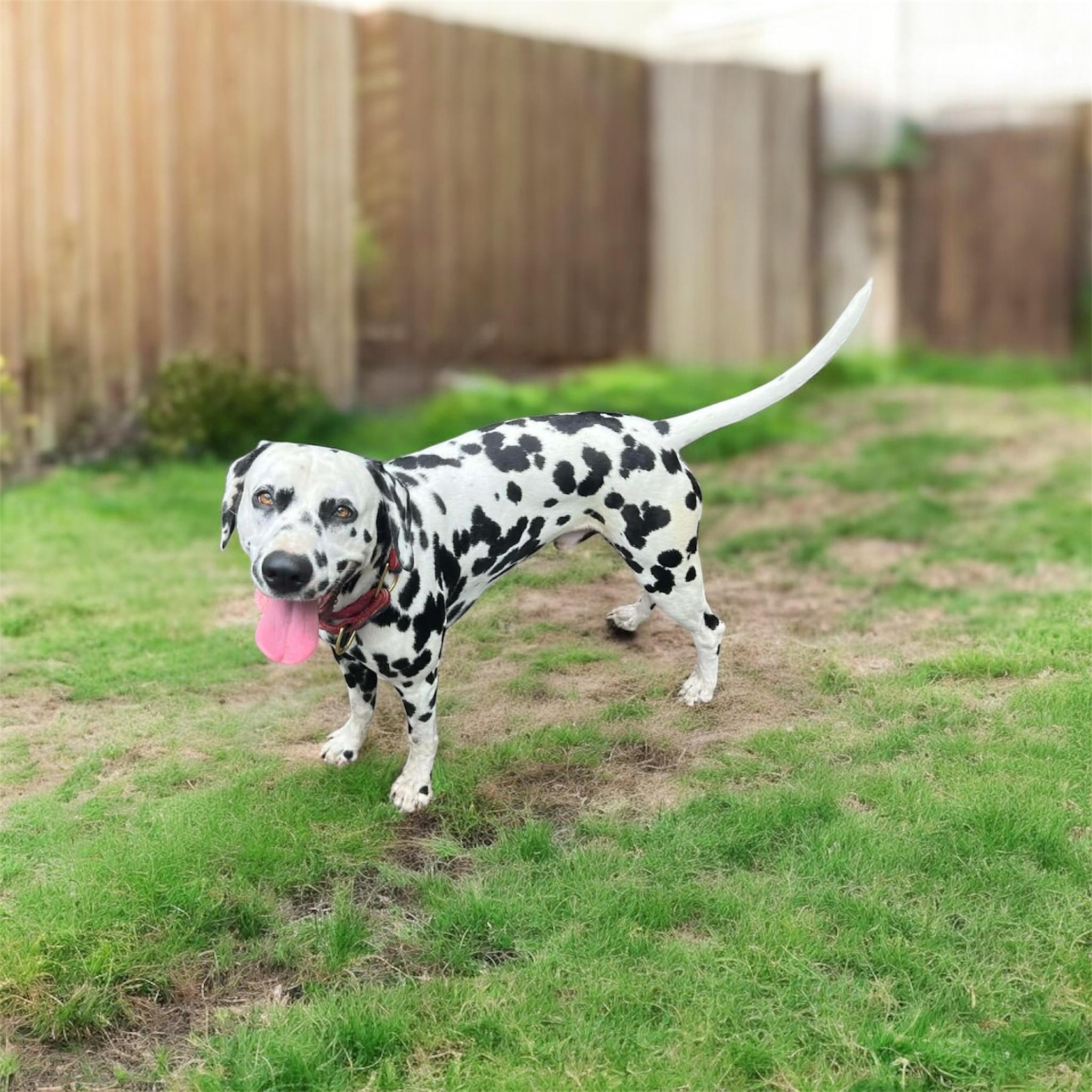 Chance-Sandwich, MA, adoptable, Adult Male Dalmatian.