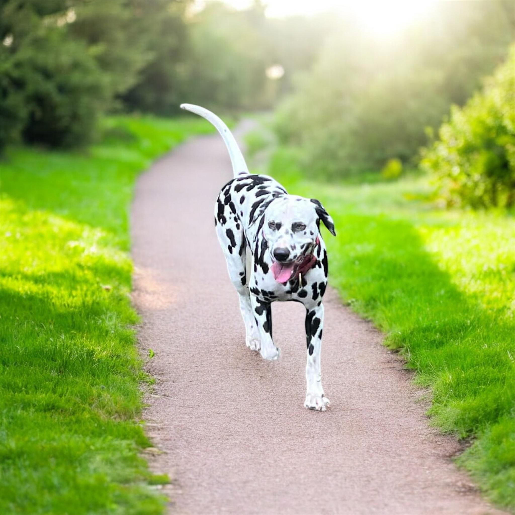 Enlarge Chance-Sandwich, MA, a ADOPTABLE Dalmatian in Sandwich, MA image 2/4