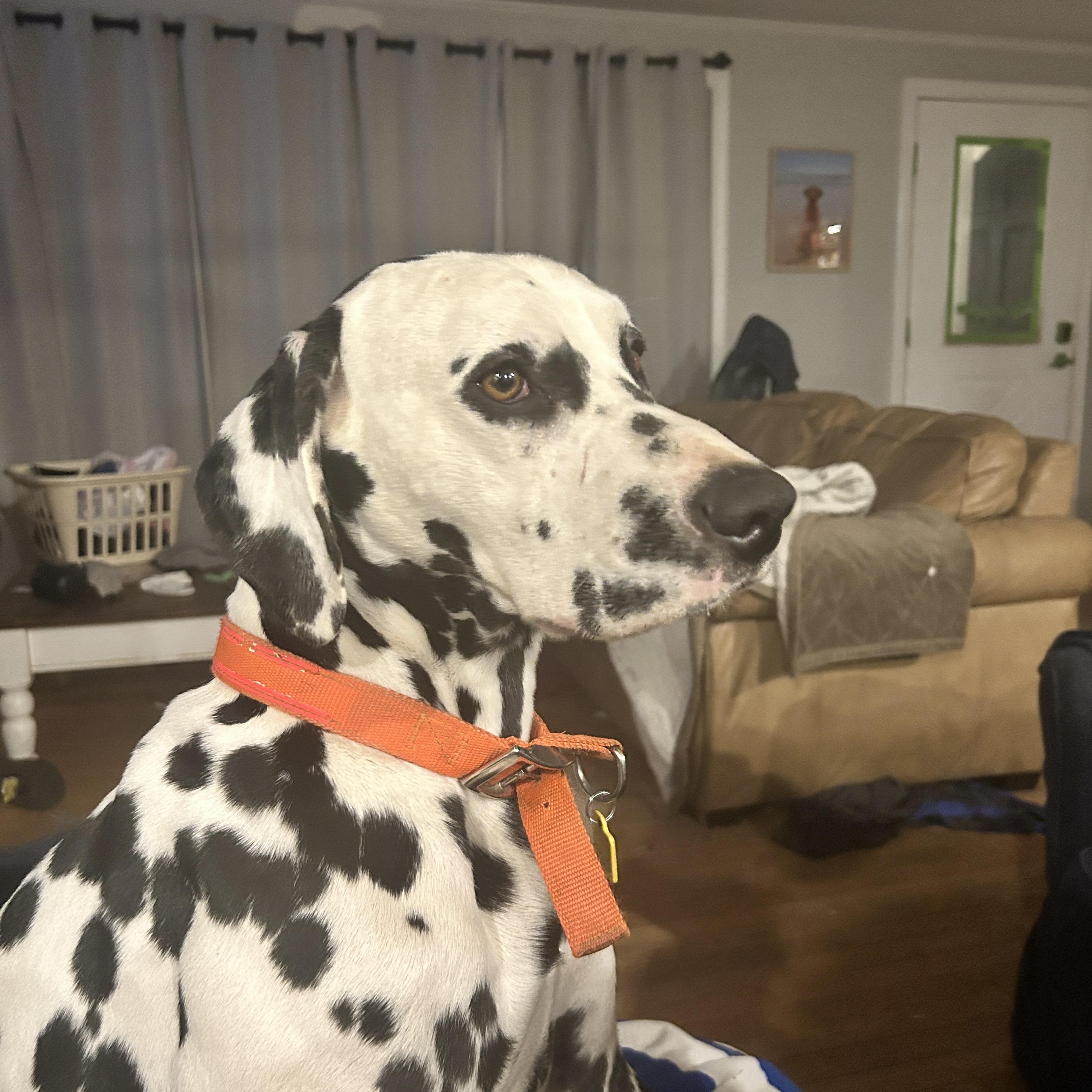 Enlarge Chance-Sandwich, MA, a ADOPTABLE Dalmatian in Sandwich, MA image 4/4