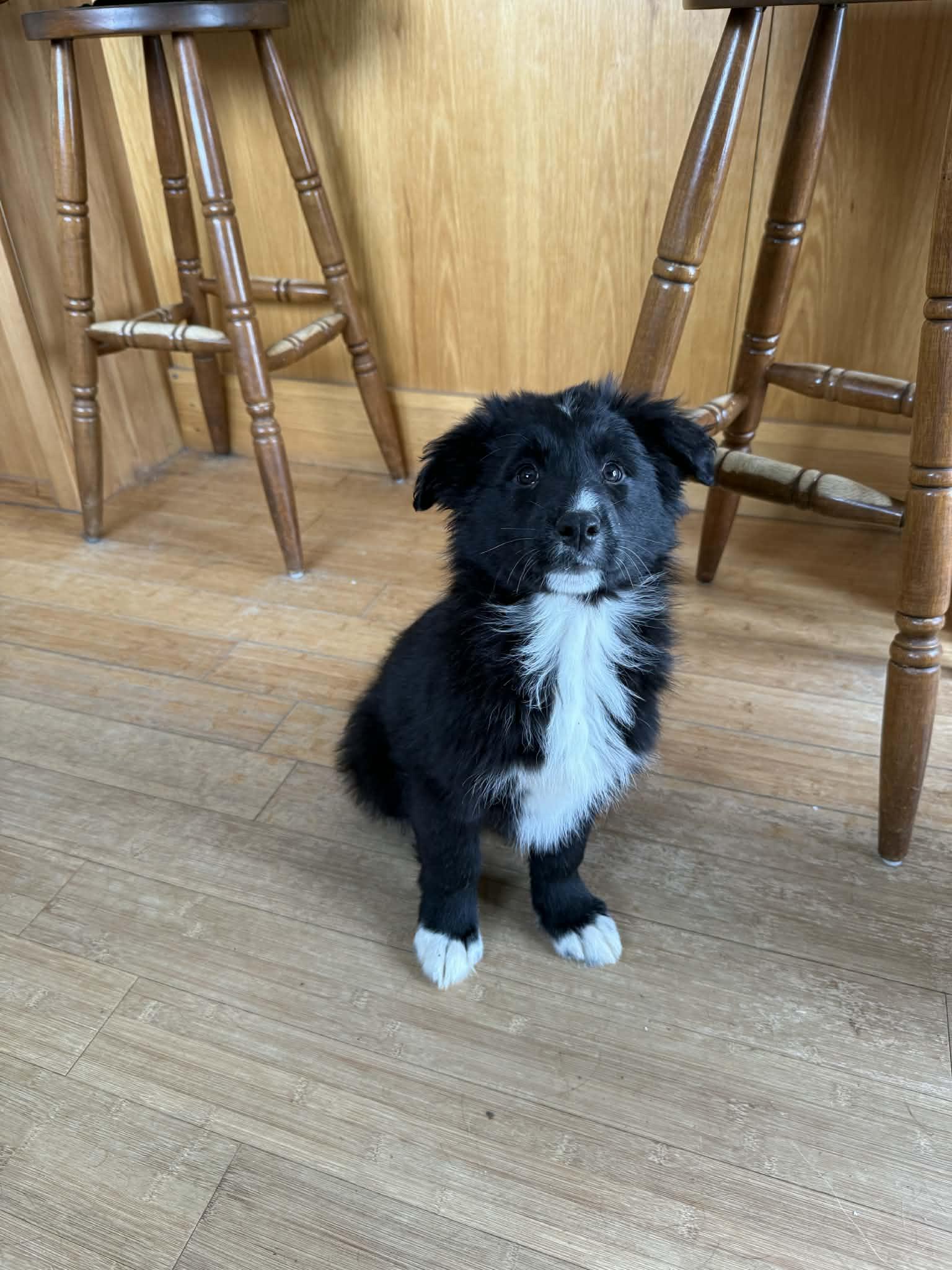 Mack, ADOPTABLE, Puppy Male Golden Retriever & Border Collie.