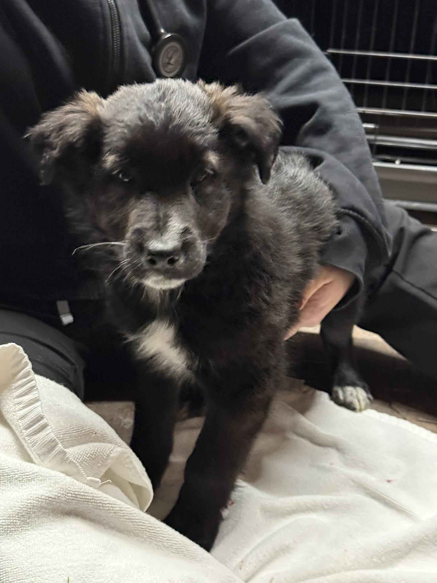 Enlarge Mack, a ADOPTABLE mixed breed in Lisle, ON image 2/2