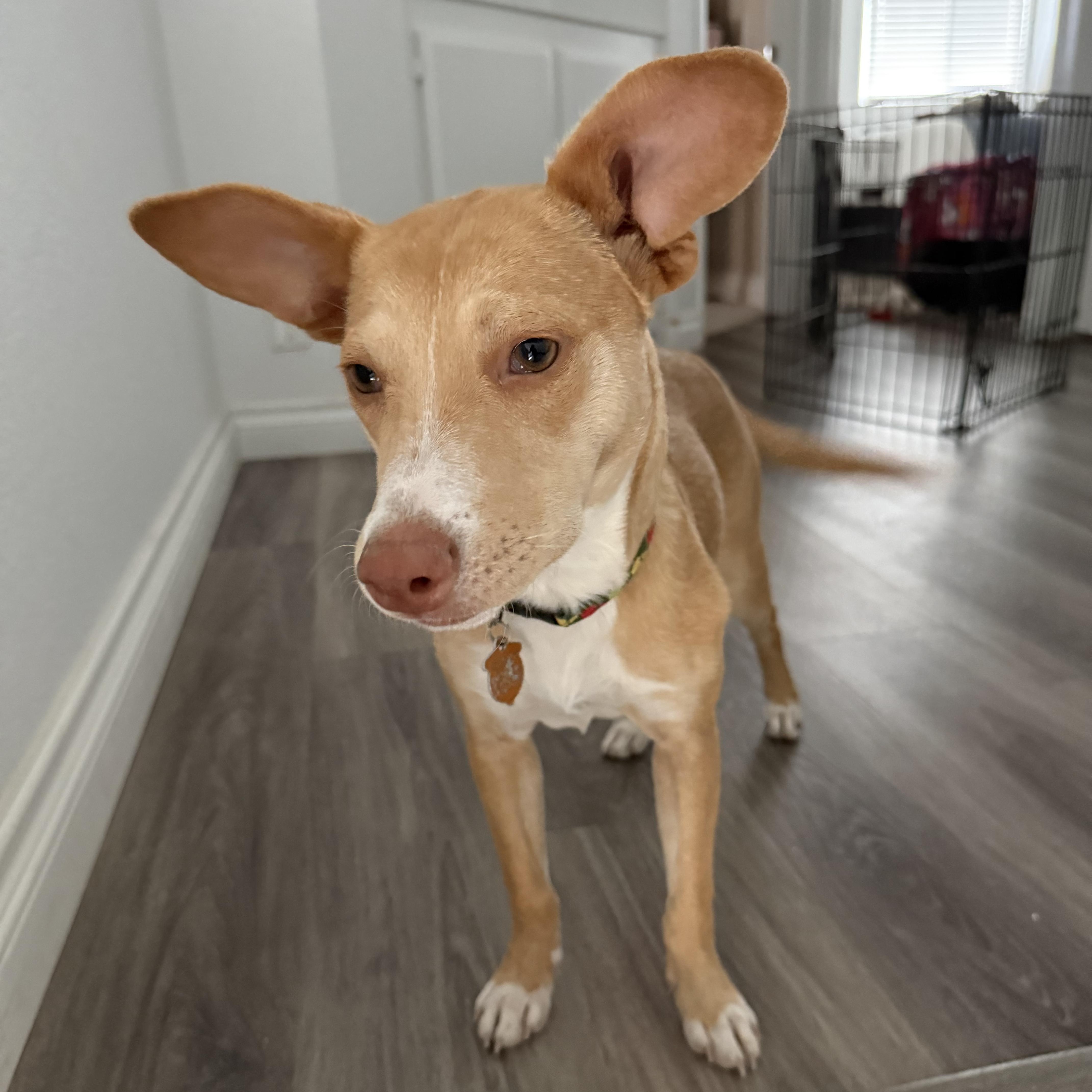 Whistle, a ADOPTABLE Mixed Breed in Los Angeles, CA image 2/5