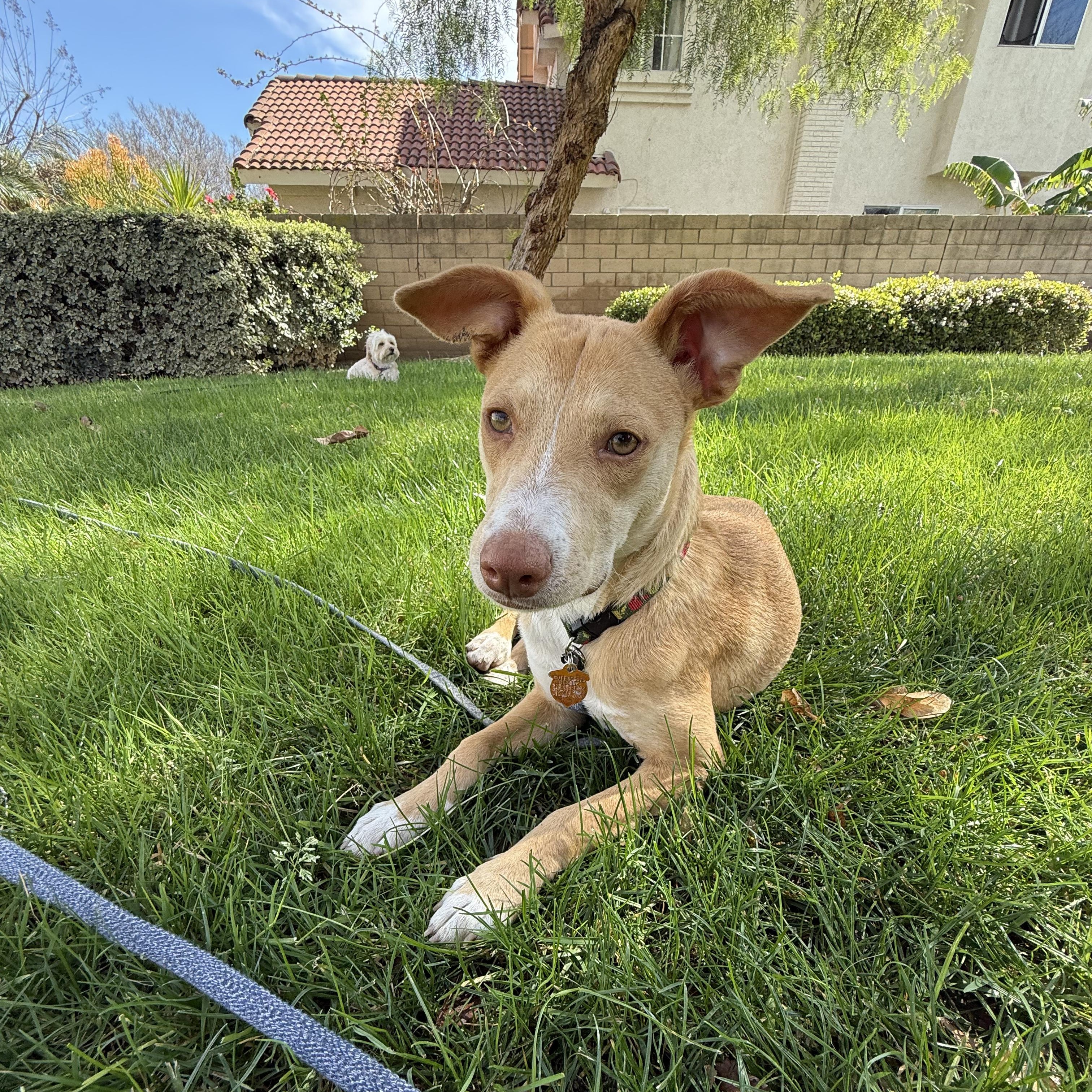 Whistle, ADOPTABLE, Puppy Female Mixed Breed.