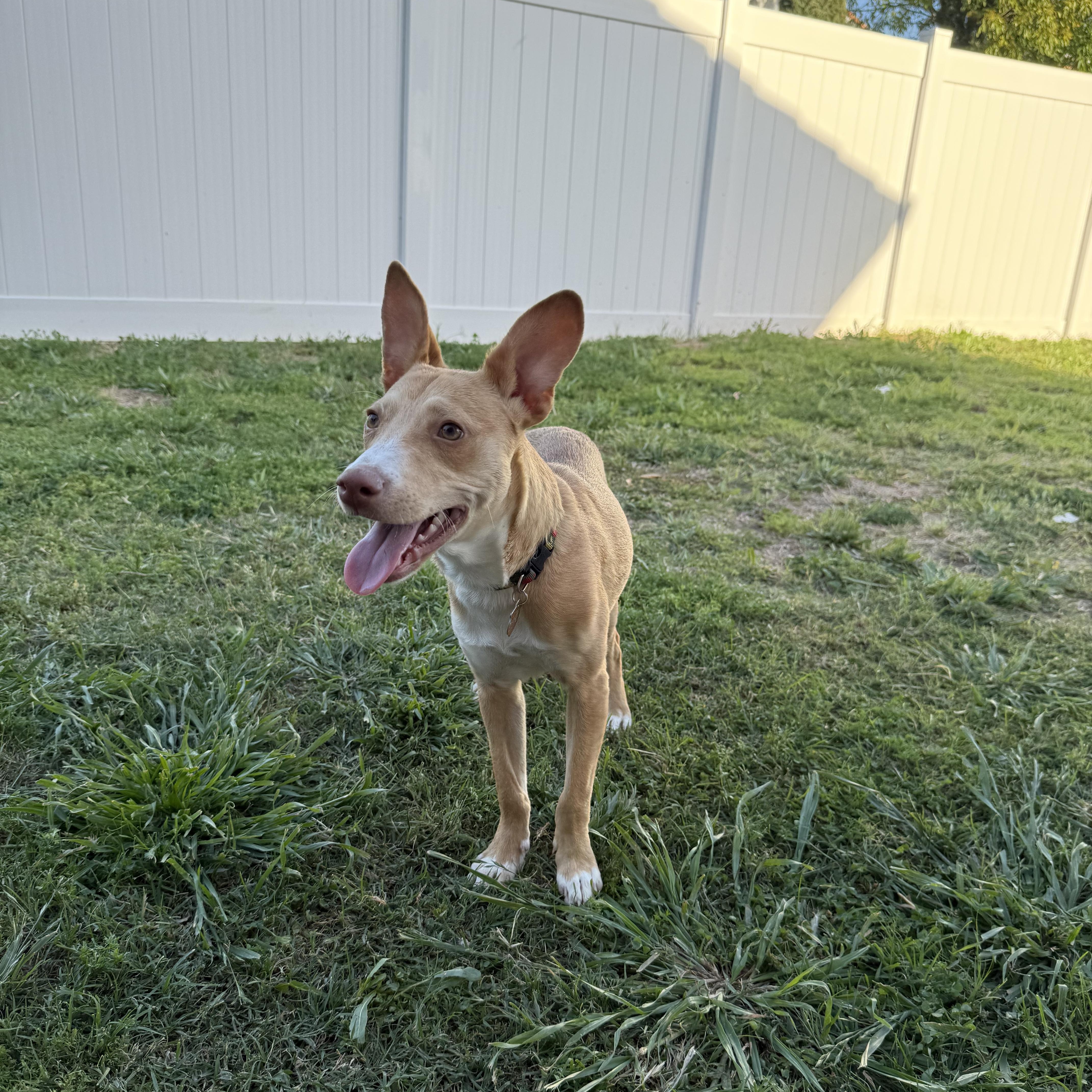 Whistle, a ADOPTABLE Mixed Breed in Los Angeles, CA image 4/5