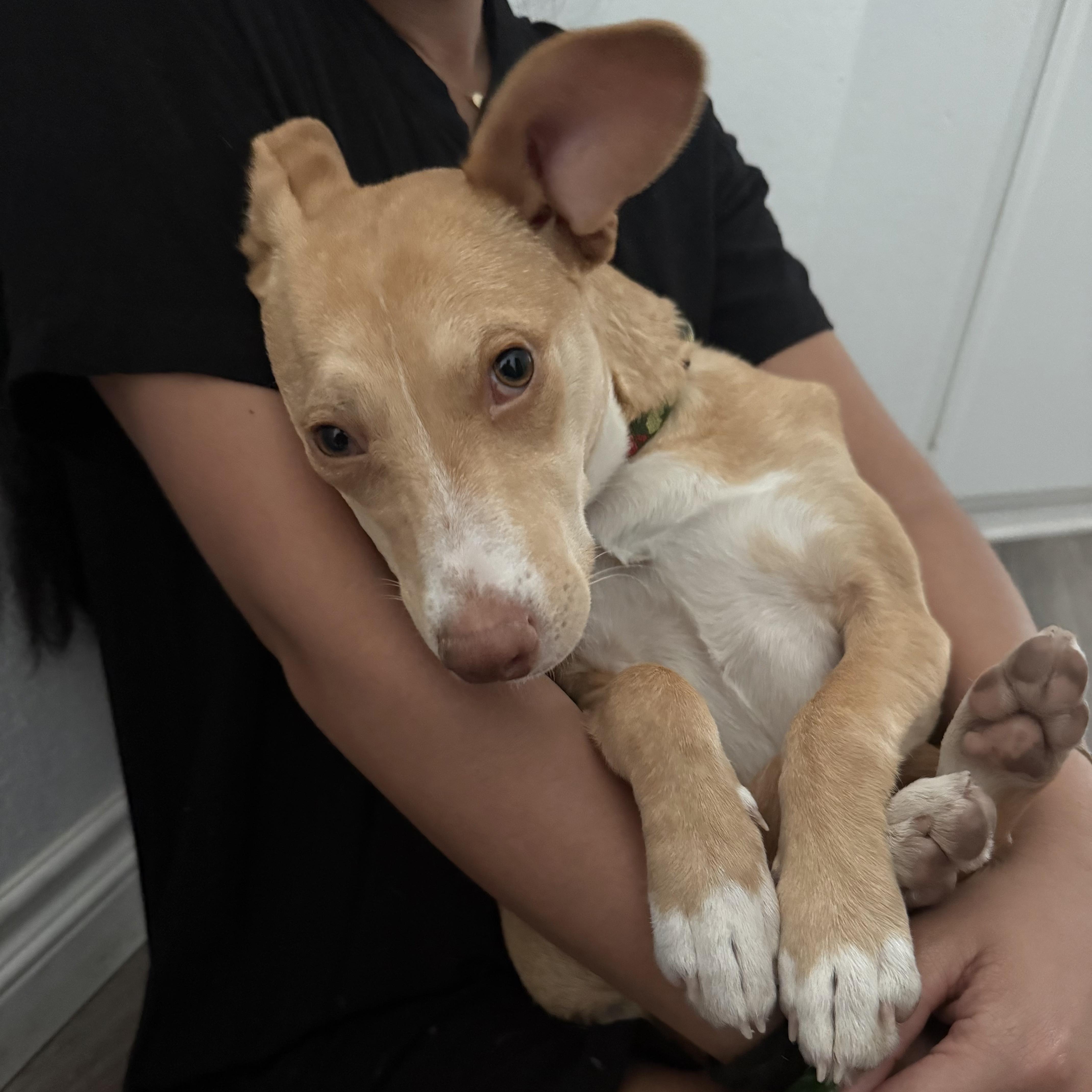 Whistle, a ADOPTABLE Mixed Breed in Los Angeles, CA image 5/5