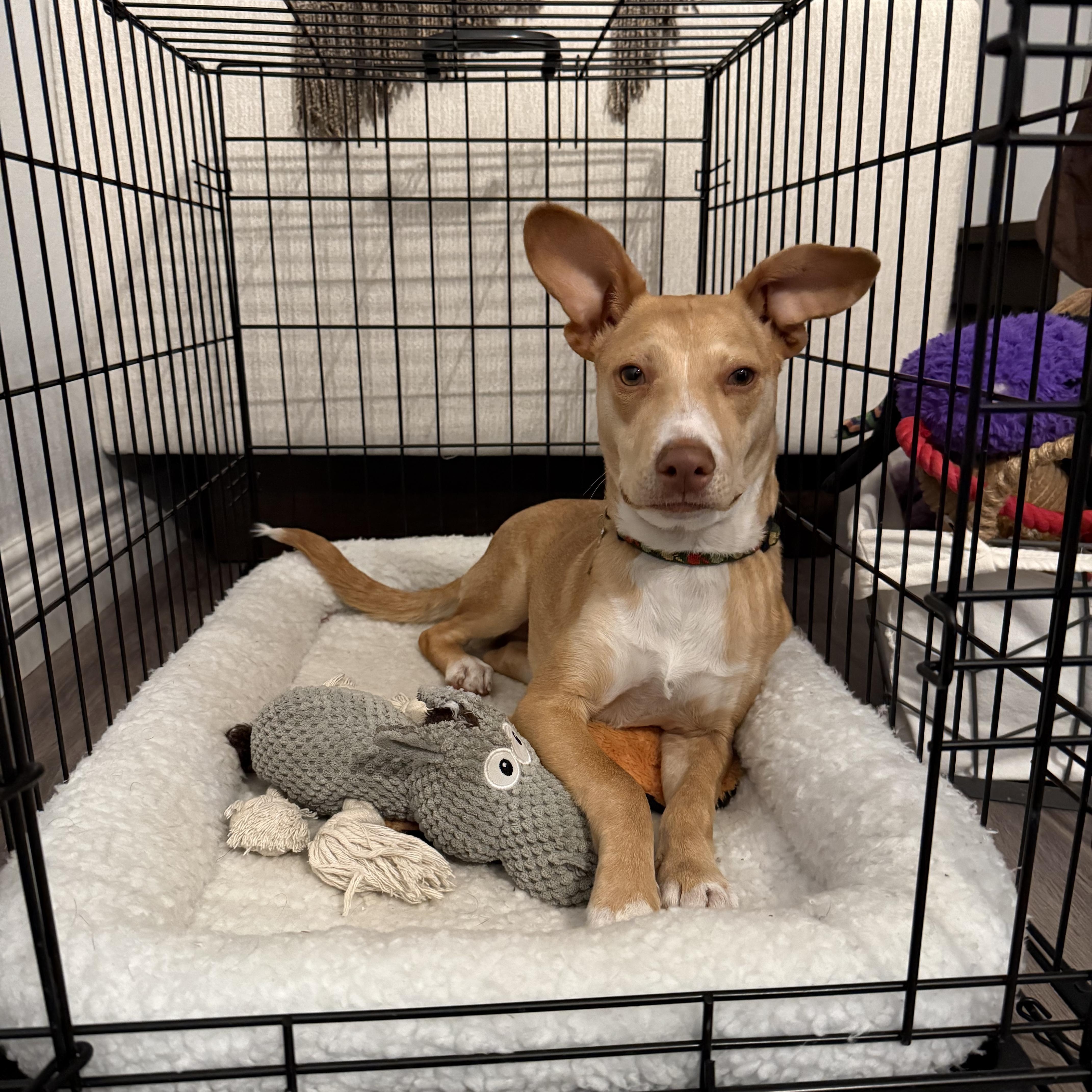 Whistle, a ADOPTABLE Mixed Breed in Los Angeles, CA image 3/5