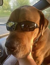 Enlarge Vince, an adoptable Mastiff in Winnipeg, MB image 2/3