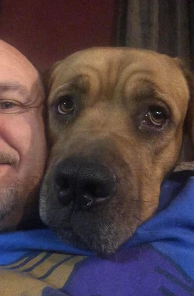 Enlarge Vince, an adoptable Mastiff in Winnipeg, MB image 3/3