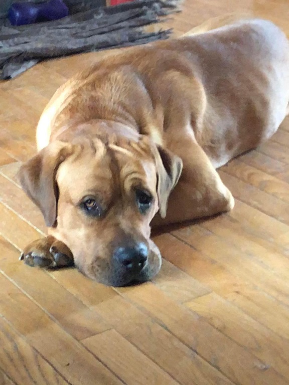 Enlarge Vince, an adoptable Mastiff in Winnipeg, MB image 1/3