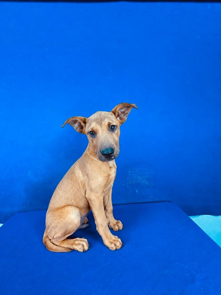 Enlarge Pico De Gallo, a Adoptable Mixed Breed in Ruston, LA image 1/1