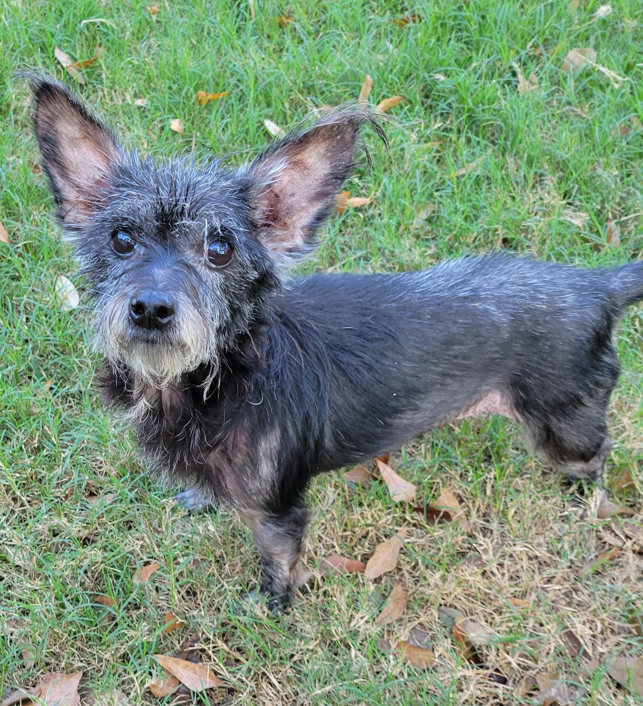 Enlarge Bunny, a Adopted mixed breed in Houston, TX image 1/1