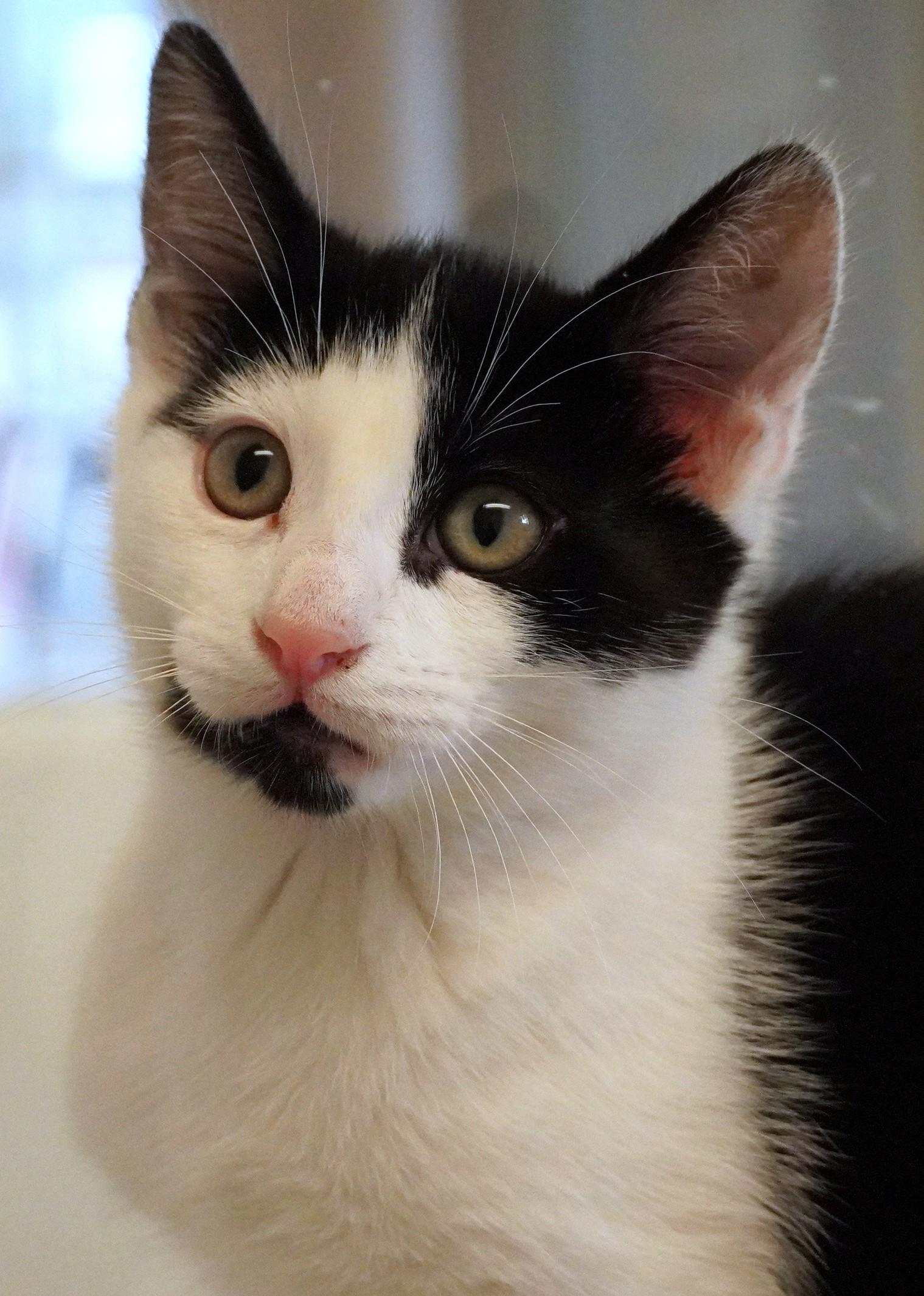Dash, Adoptable, Kitten Male Domestic Short Hair.