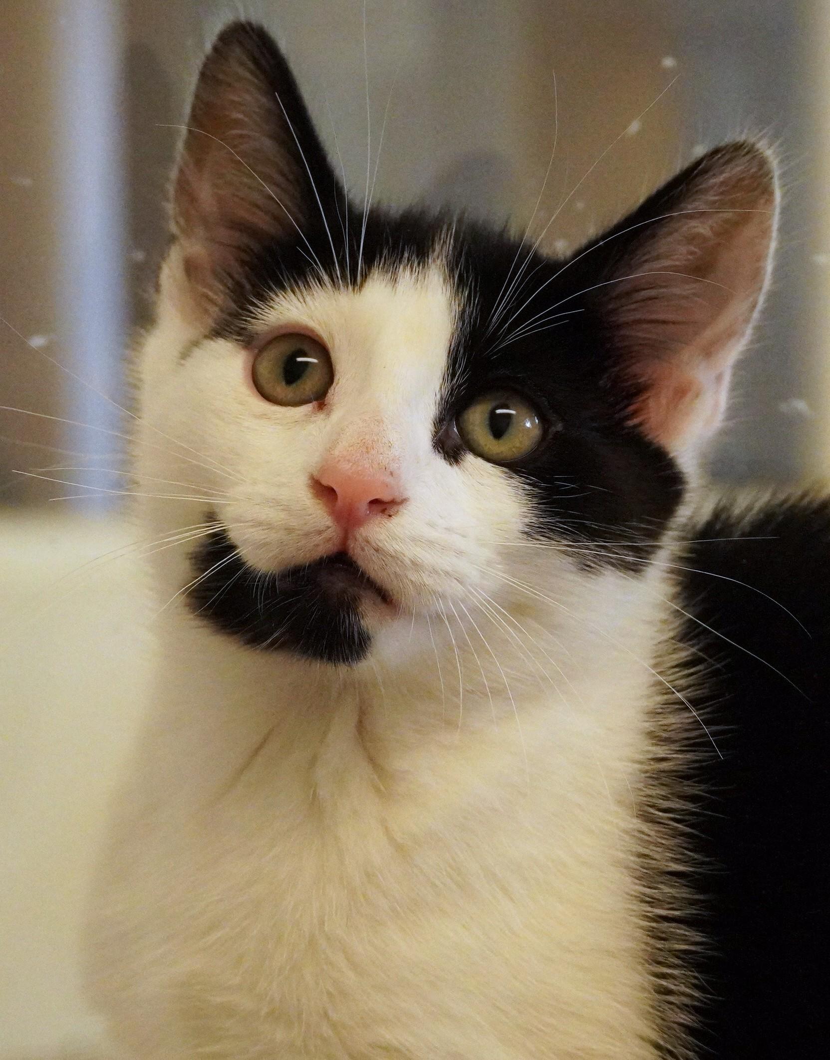 Enlarge Dash, a Adoptable Domestic Short Hair in Grants Pass, OR image 2/2