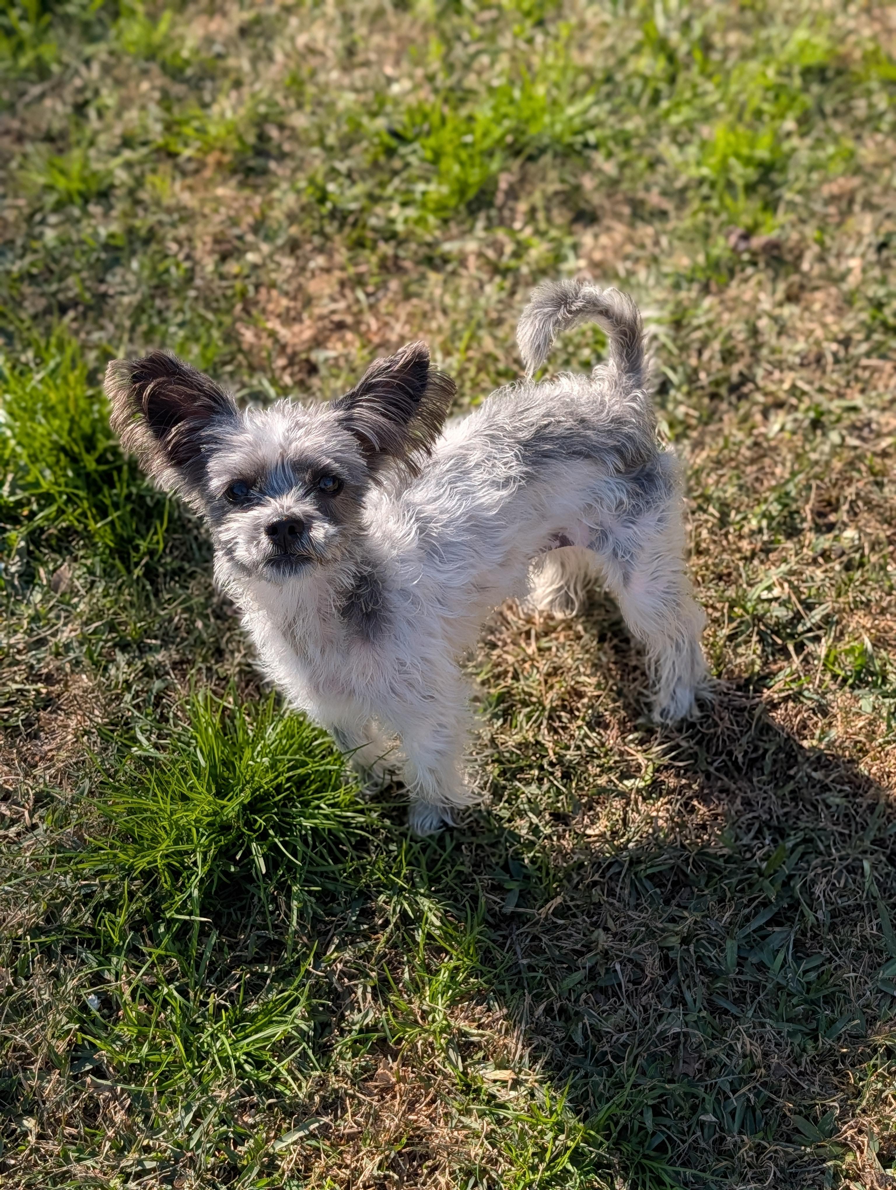 Lexi, ADOPTABLE, Young Female Chinese Crested Dog & Papillon.