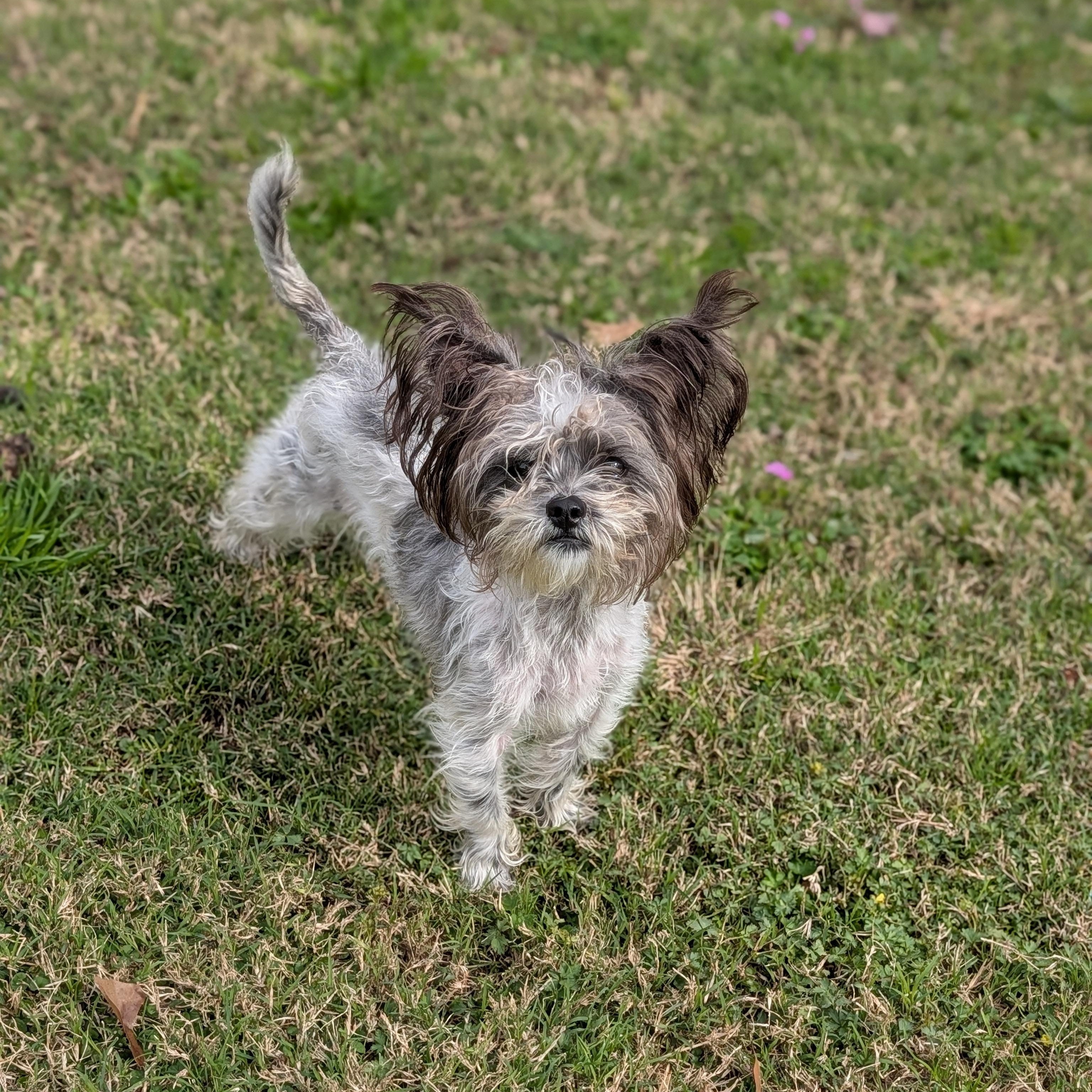 Lexi, a ADOPTABLE mixed breed in Baton Rouge, LA image 4/4