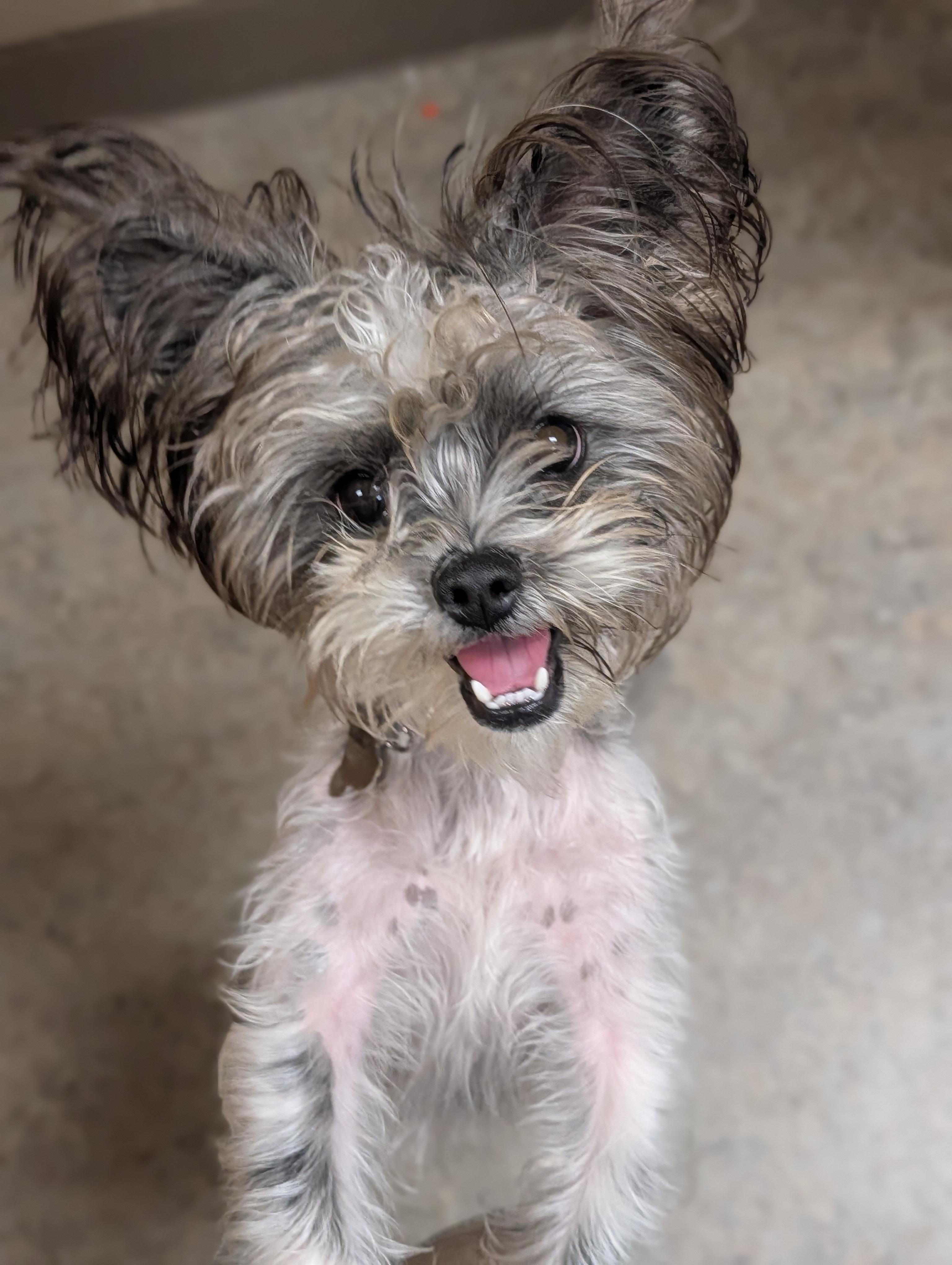 Lexi, a ADOPTABLE mixed breed in Baton Rouge, LA image 3/4