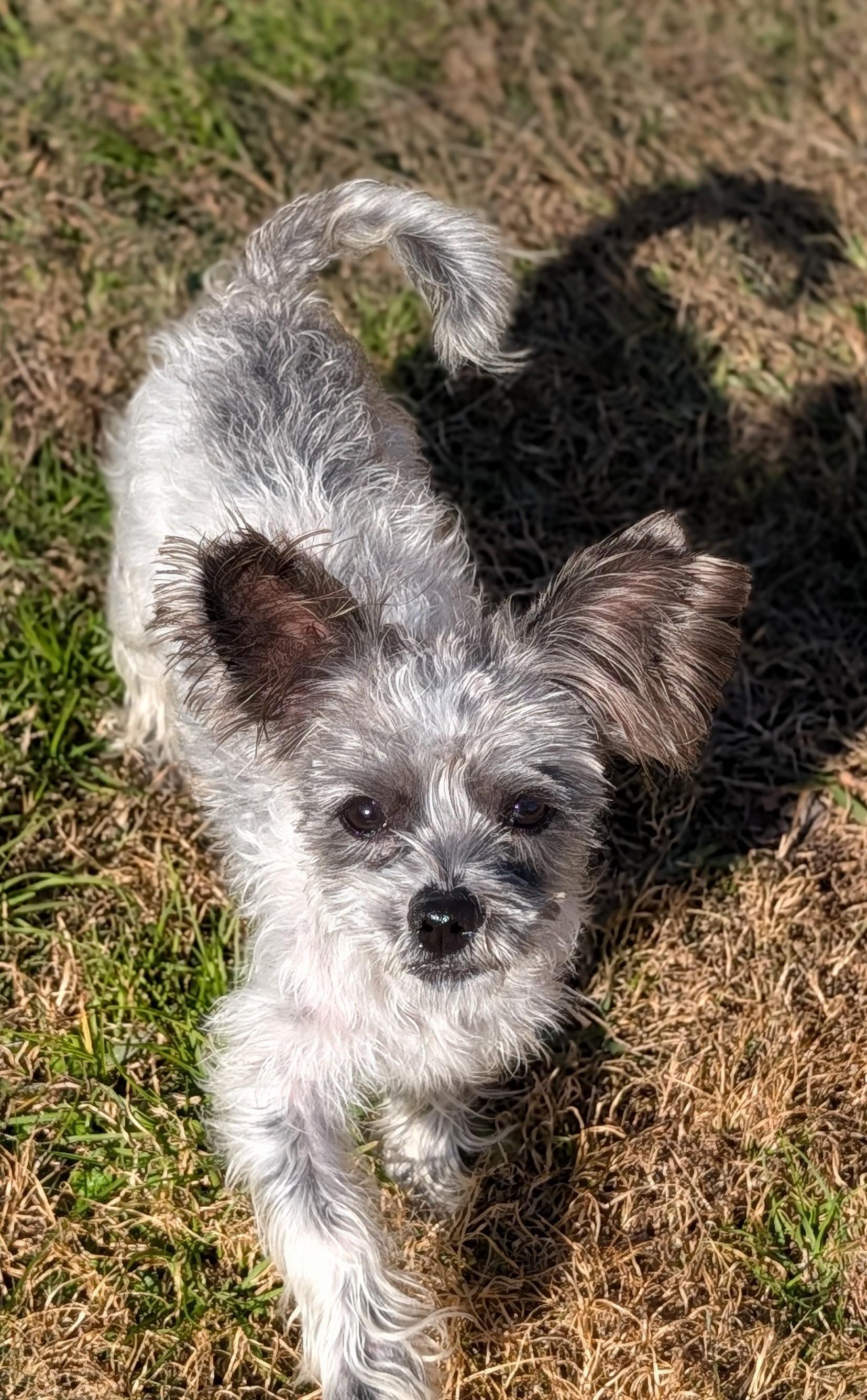 Lexi, a ADOPTABLE mixed breed in Baton Rouge, LA image 2/4