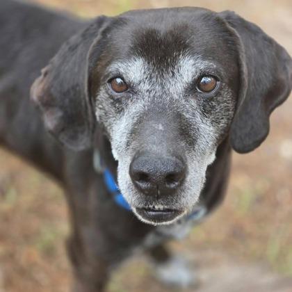 Enlarge 06461B Dapper Dan Adoption Ambassador, a Adoptable mixed breed in North Charleston, SC image 1/3