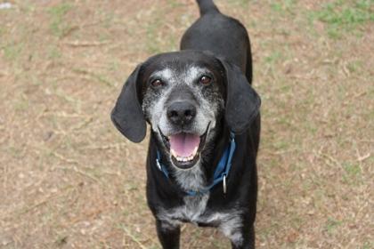 Enlarge 06461B Dapper Dan, a Adoptable mixed breed in North Charleston, SC image 1/3