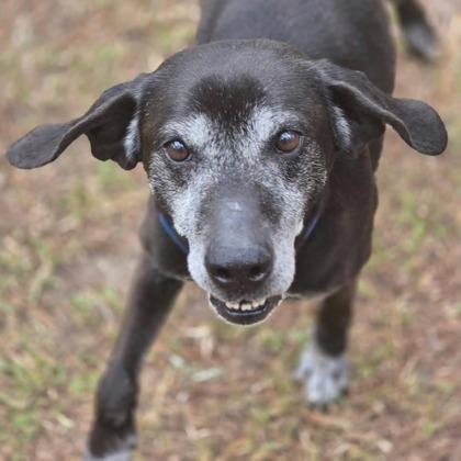 Enlarge 06461B Dapper Dan Adoption Ambassador, a Adoptable mixed breed in North Charleston, SC image 2/3