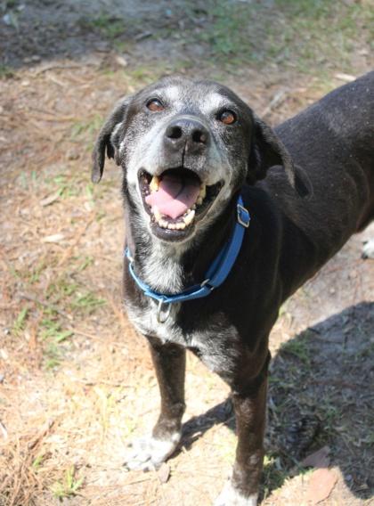 Enlarge 06461B Dapper Dan Adoption Ambassador, a Adoptable mixed breed in North Charleston, SC image 3/3