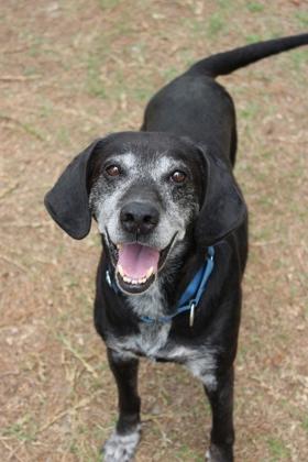 Enlarge 06461B Dapper Dan, a Adoptable mixed breed in North Charleston, SC image 2/3