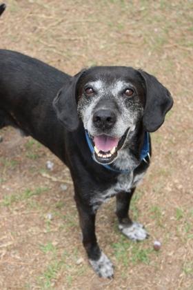 Enlarge 06461B Dapper Dan, a Adoptable mixed breed in North Charleston, SC image 3/3