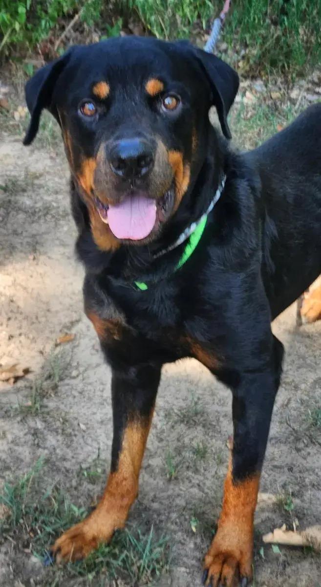 Enlarge Duncan, a Adoptable Rottweiler in Polk, OH image 2/3