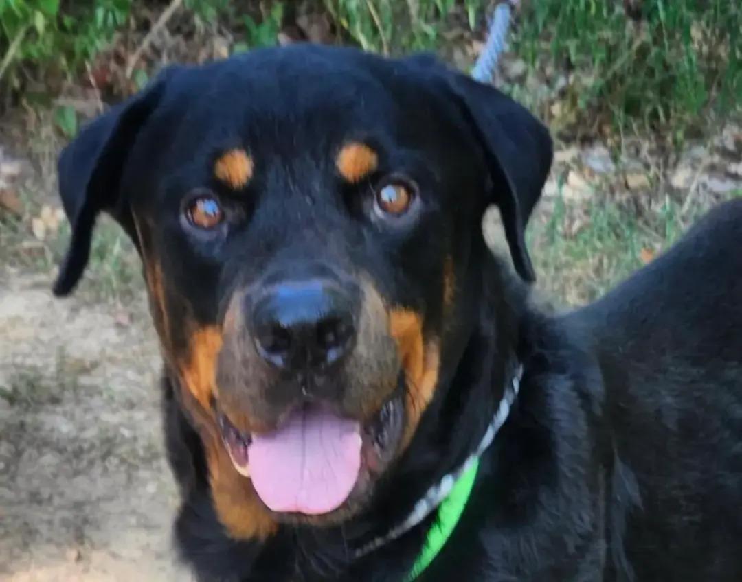 Enlarge Duncan, a Adoptable Rottweiler in Polk, OH image 3/3